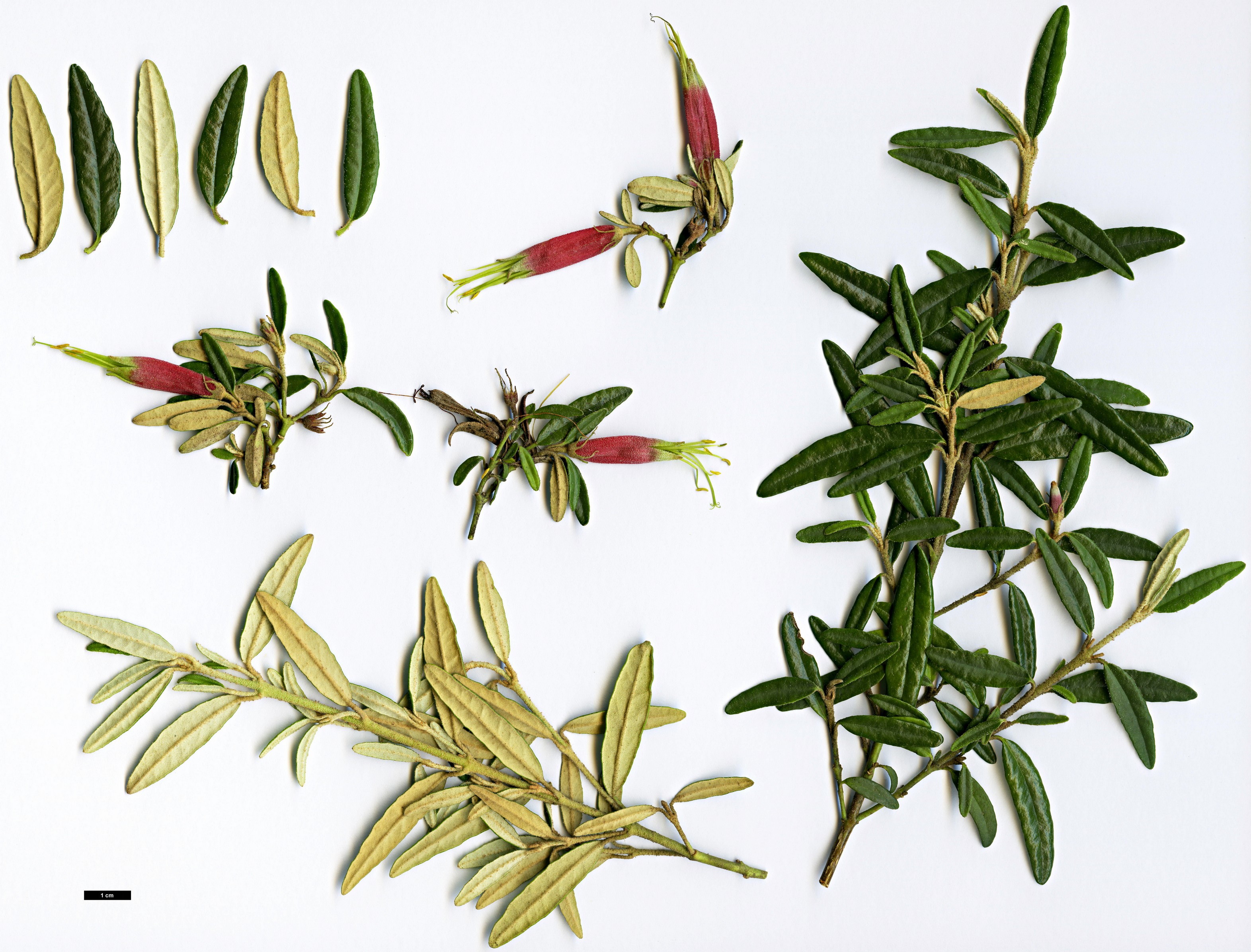 High resolution image: Family: Rutaceae - Genus: Correa - Taxon: decumbens High resolution image: Family: Rutaceae - Genus: Correa - Taxon: decumbens