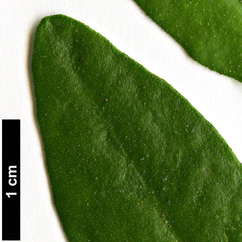 High resolution image: Family: Rutaceae - Genus: Correa - Taxon: pulchella High resolution image: Family: Rutaceae - Genus: Correa - Taxon: pulchella