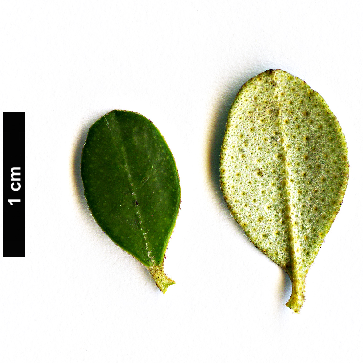 High resolution image: Family: Rutaceae - Genus: Nematolepis - Taxon: phebalioides