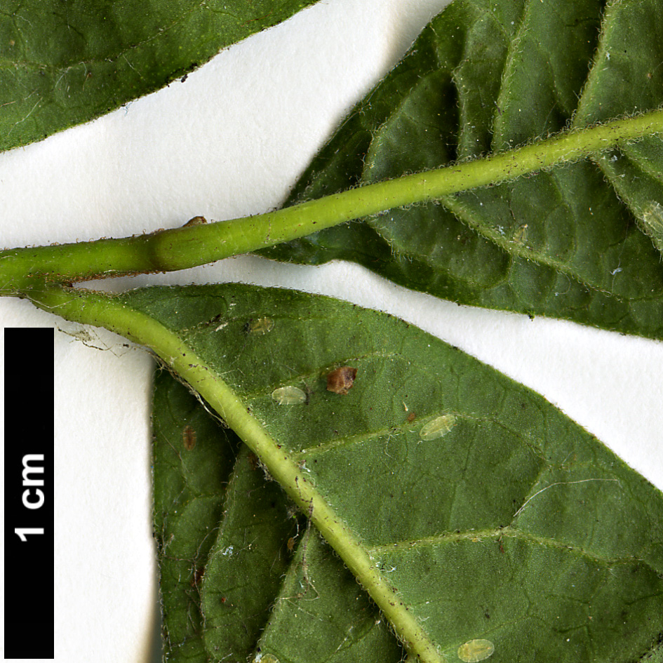 High resolution image: Family: Rutaceae - Genus: Orixa - Taxon: japonica