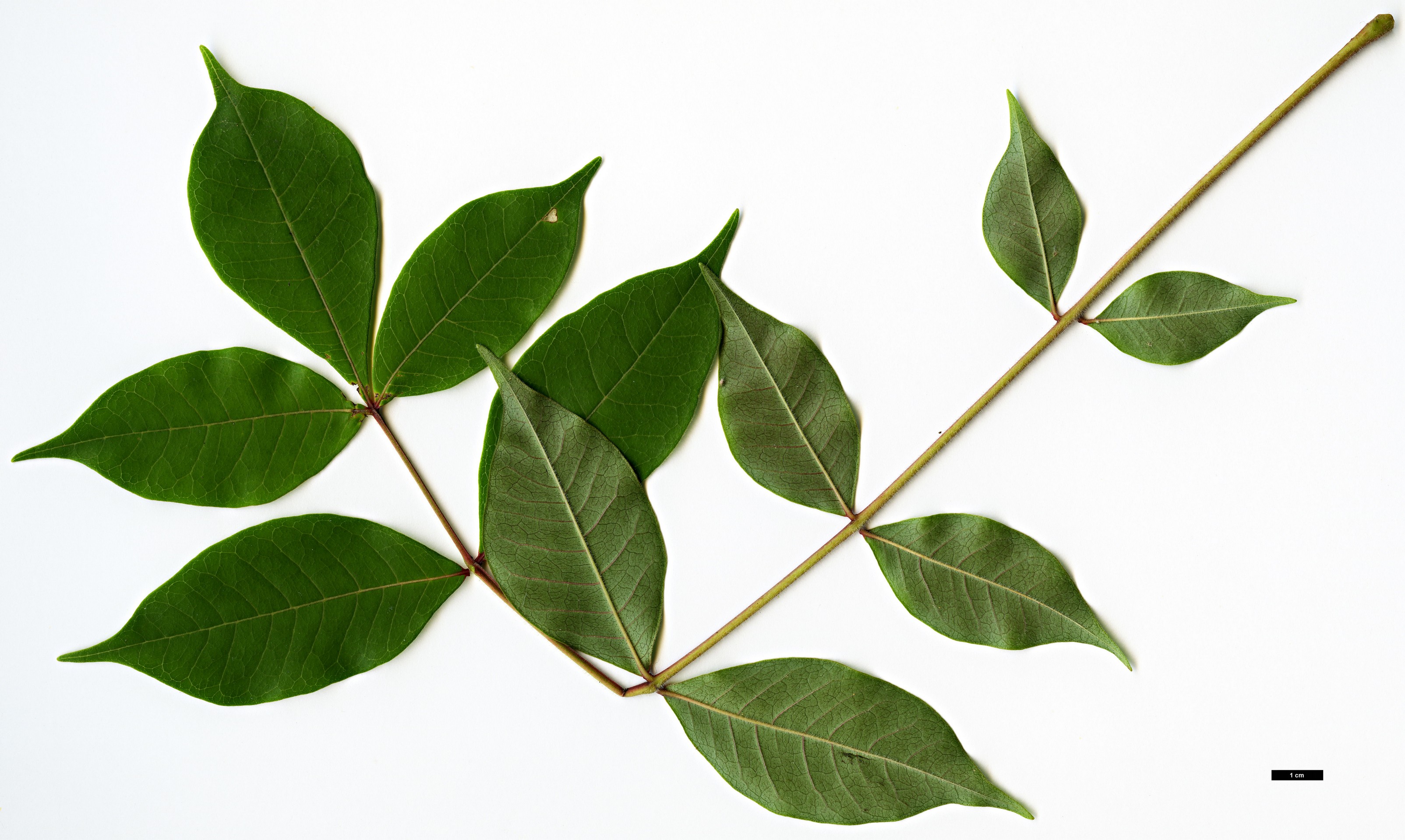 High resolution image: Family: Rutaceae - Genus: Tetradium - Taxon: ruticarpum