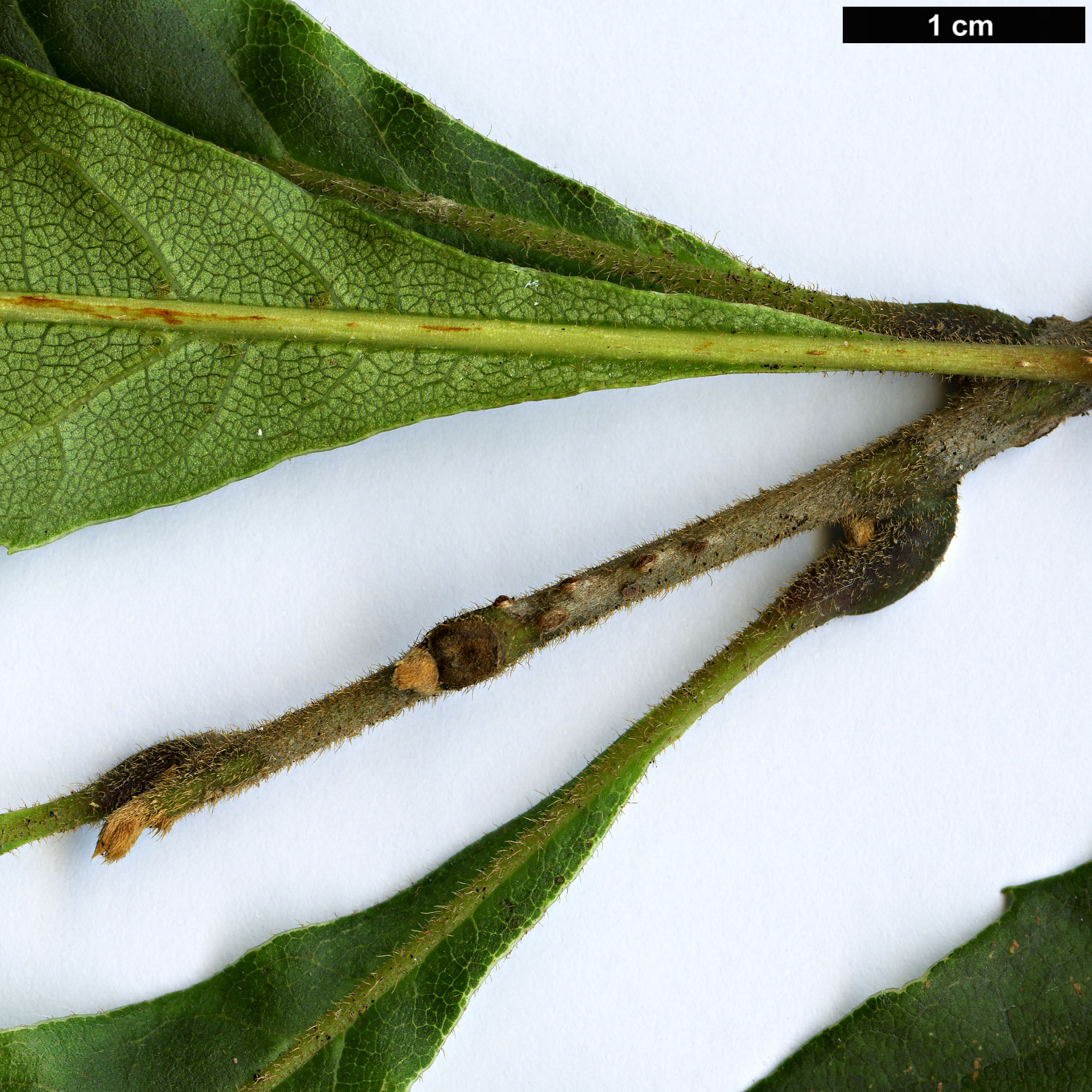 High resolution image: Family: Sabiaceae - Genus: Meliosma - Taxon: dentata