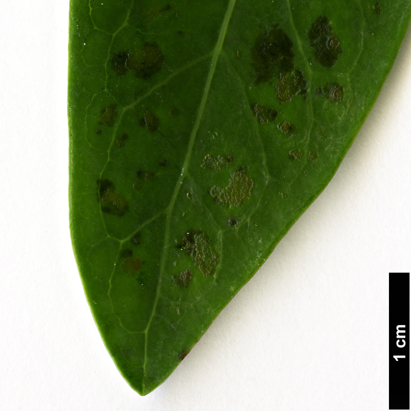 High resolution image: Family: Salicaceae - Genus: Azara - Taxon: uruguayensis