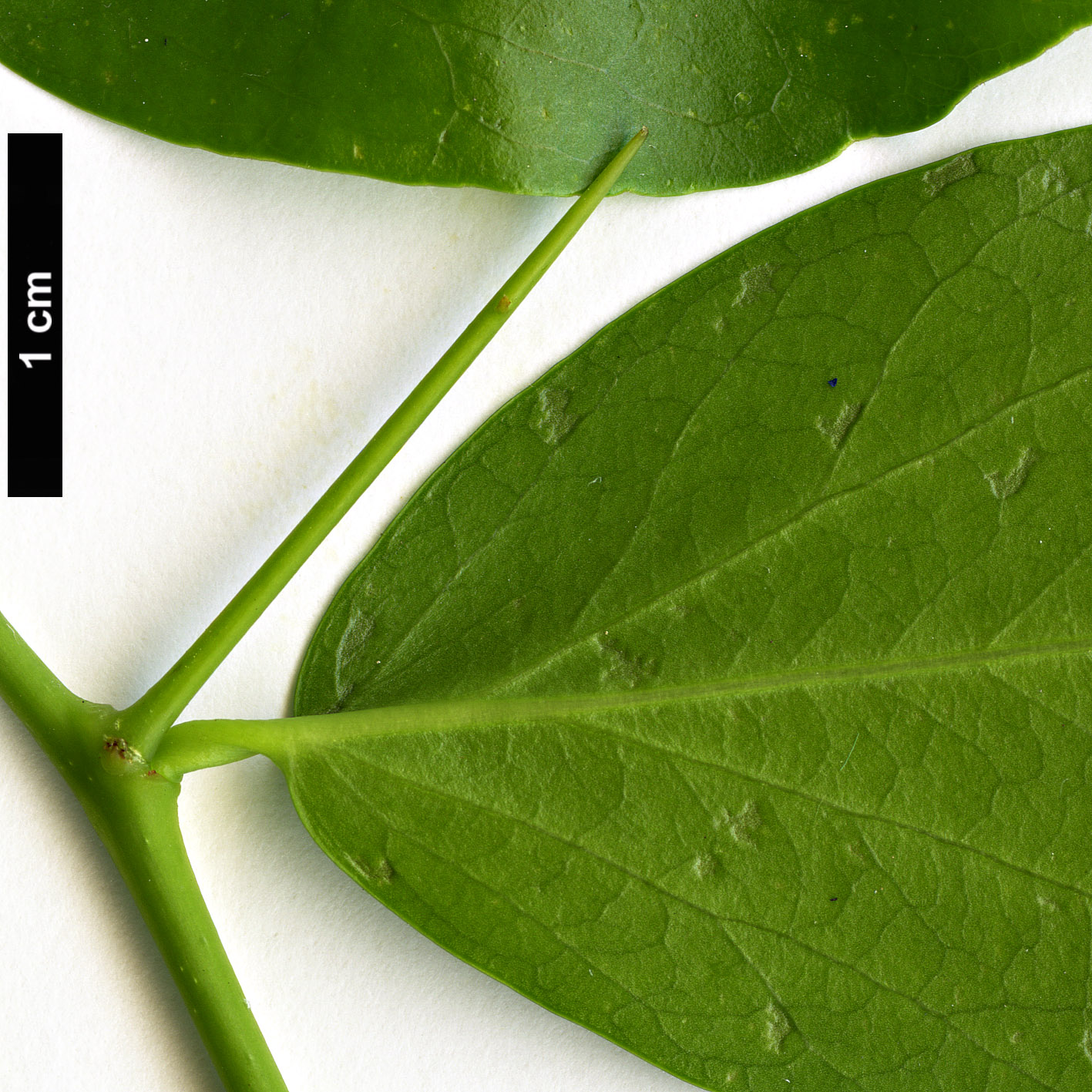 High resolution image: Family: Salicaceae - Genus: Dovyalis - Taxon: caffra