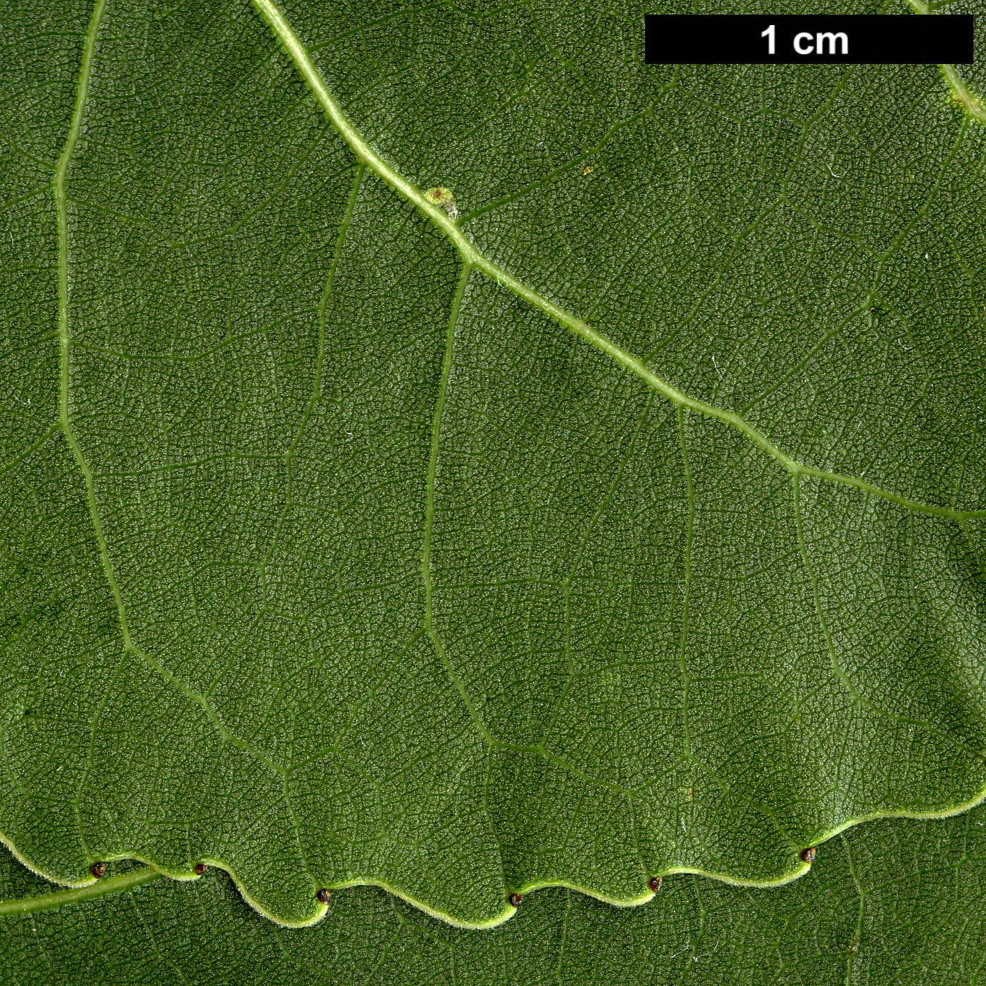 High resolution image: Family: Salicaceae - Genus: Populus - Taxon: deltoides