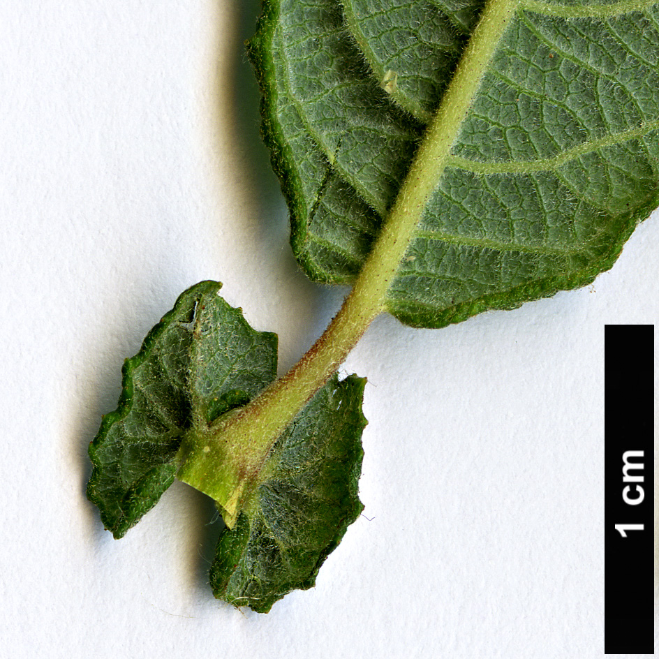 High resolution image: Family: Salicaceae - Genus: Salix - Taxon: aurita