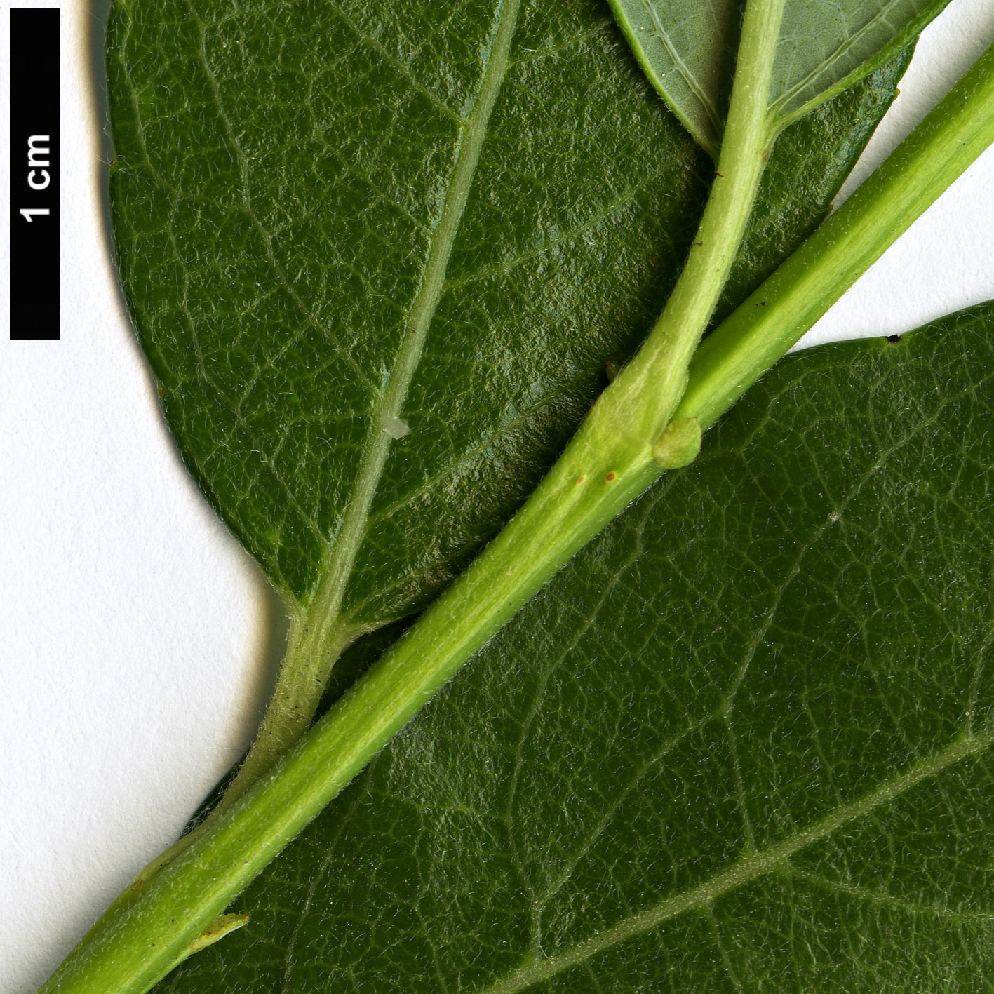 High resolution image: Family: Salicaceae - Genus: Salix - Taxon: bicolor