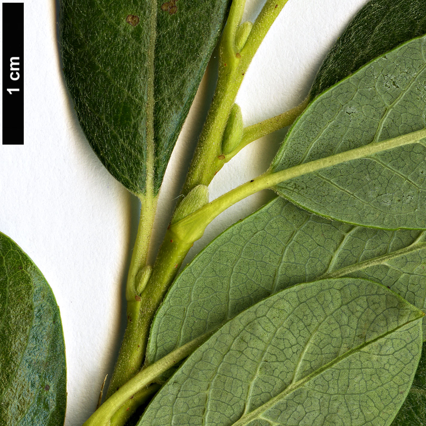 High resolution image: Family: Salicaceae - Genus: Salix - Taxon: bicolor