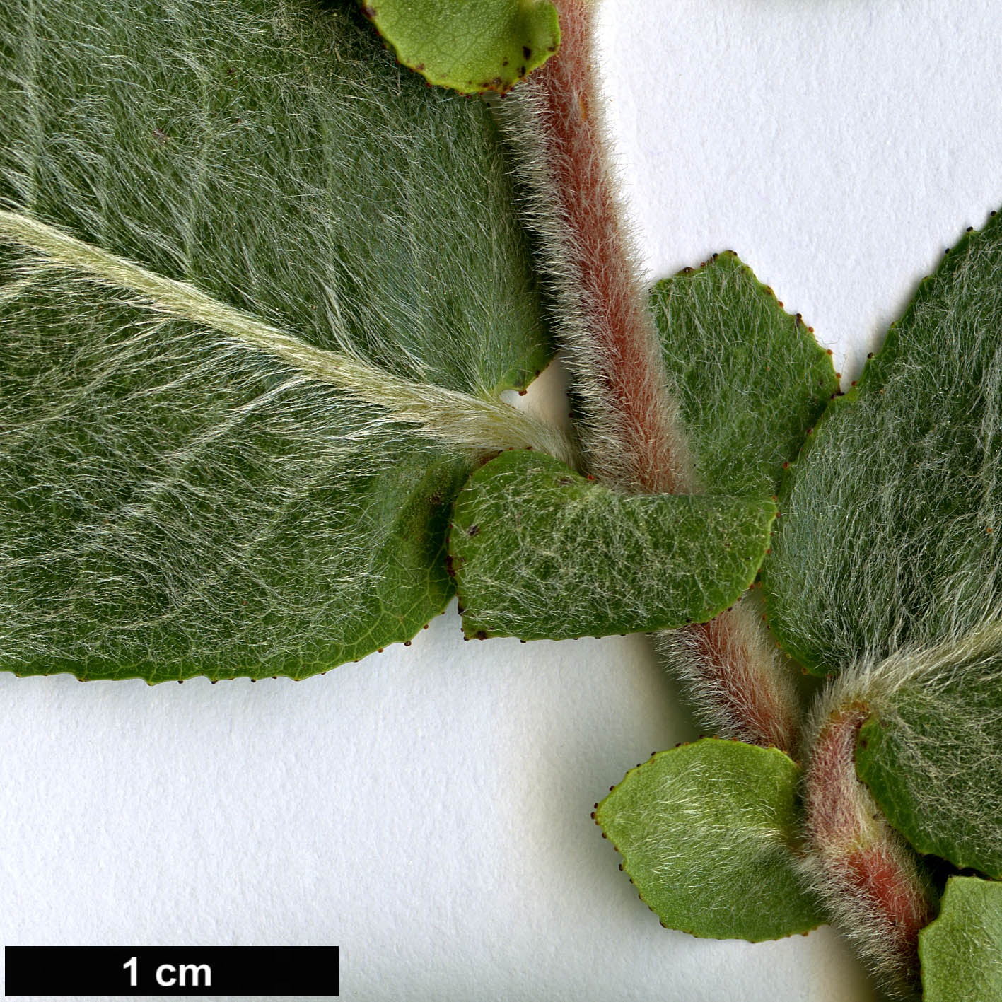 High resolution image: Family: Salicaceae - Genus: Salix - Taxon: cordata