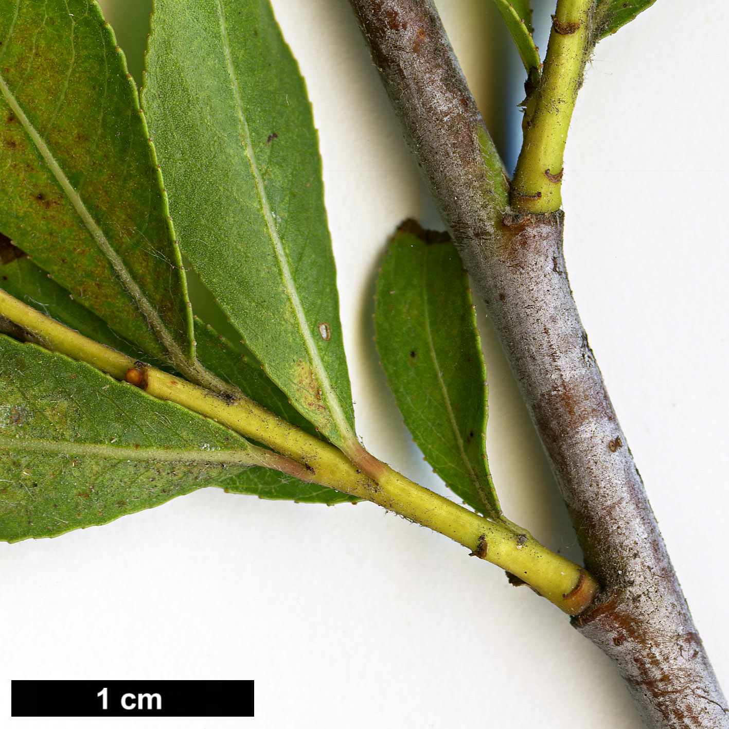 High resolution image: Family: Salicaceae - Genus: Salix - Taxon: daphnoides High resolution image: Family: Salicaceae - Genus: Salix - Taxon: daphnoides