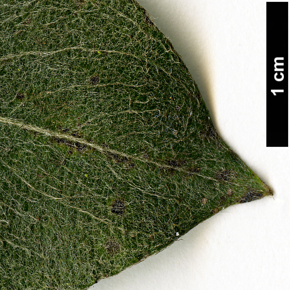 High resolution image: Family: Salicaceae - Genus: Salix - Taxon: hookeriana