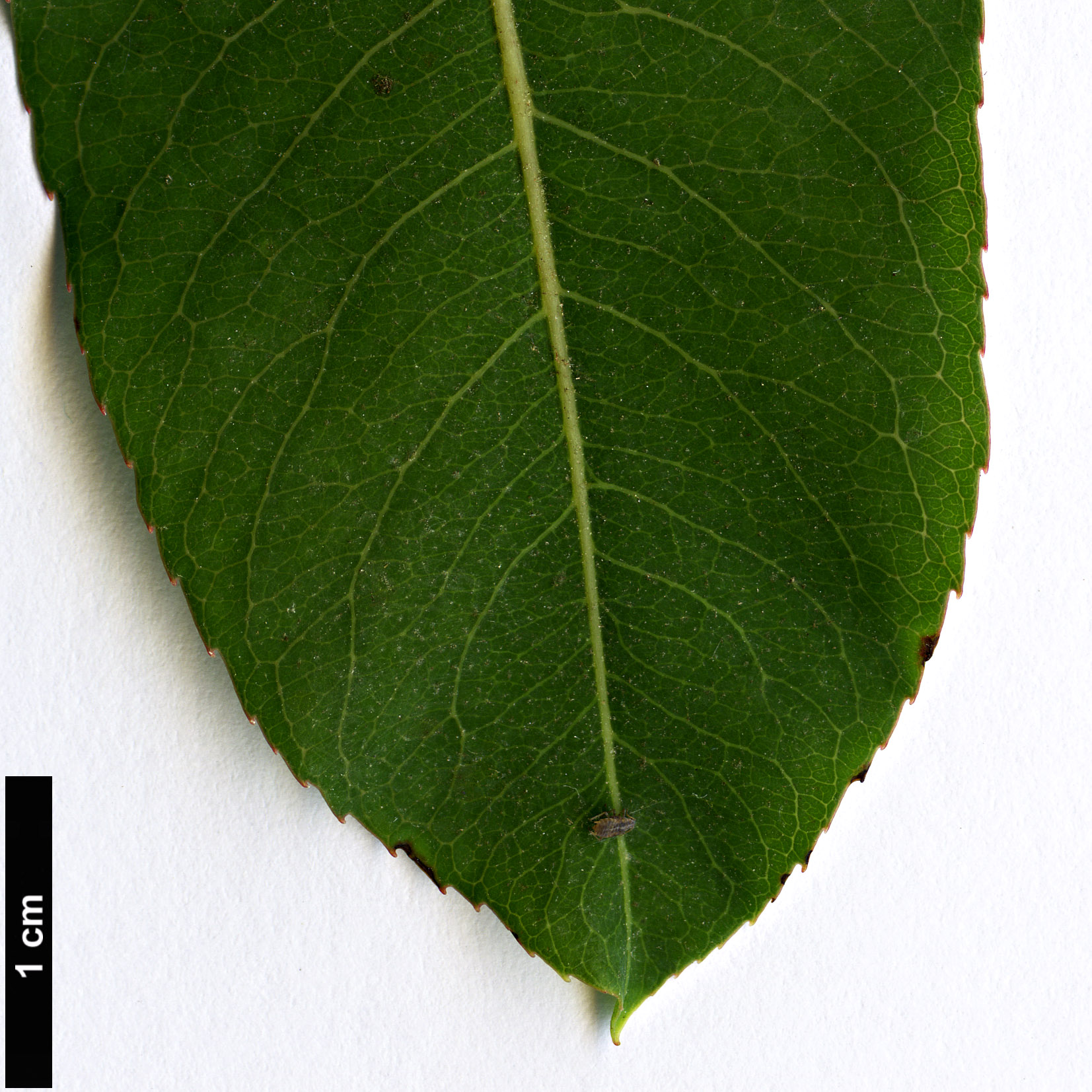 High resolution image: Family: Salicaceae - Genus: Salix - Taxon: integra