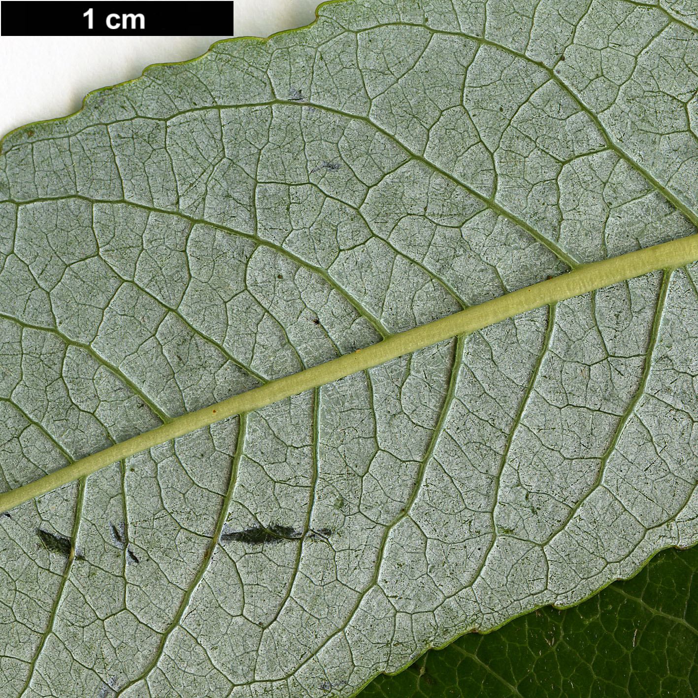 High resolution image: Family: Salicaceae - Genus: Salix - Taxon: prolixa