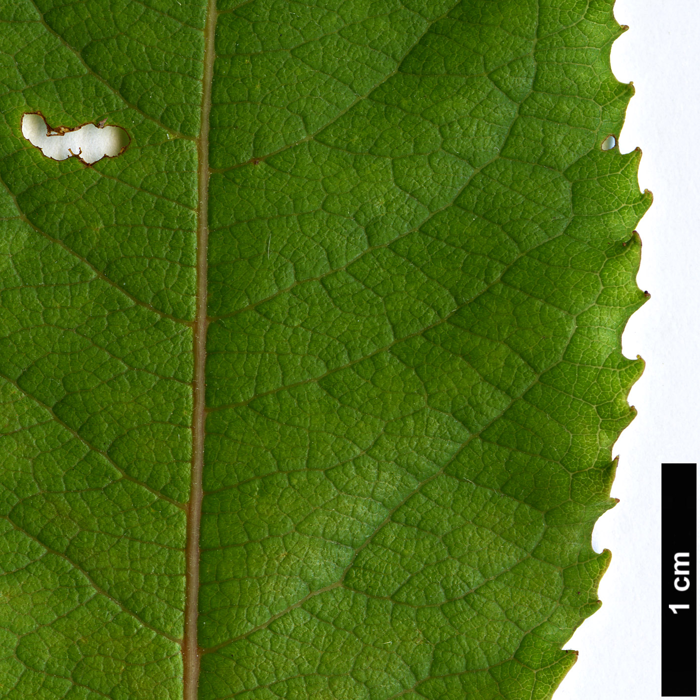 High resolution image: Family: Salicaceae - Genus: Salix - Taxon: silesiaca