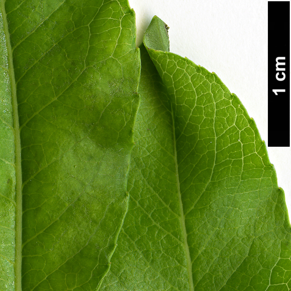 High resolution image: Family: Salicaceae - Genus: Salix - Taxon: waldsteiniana