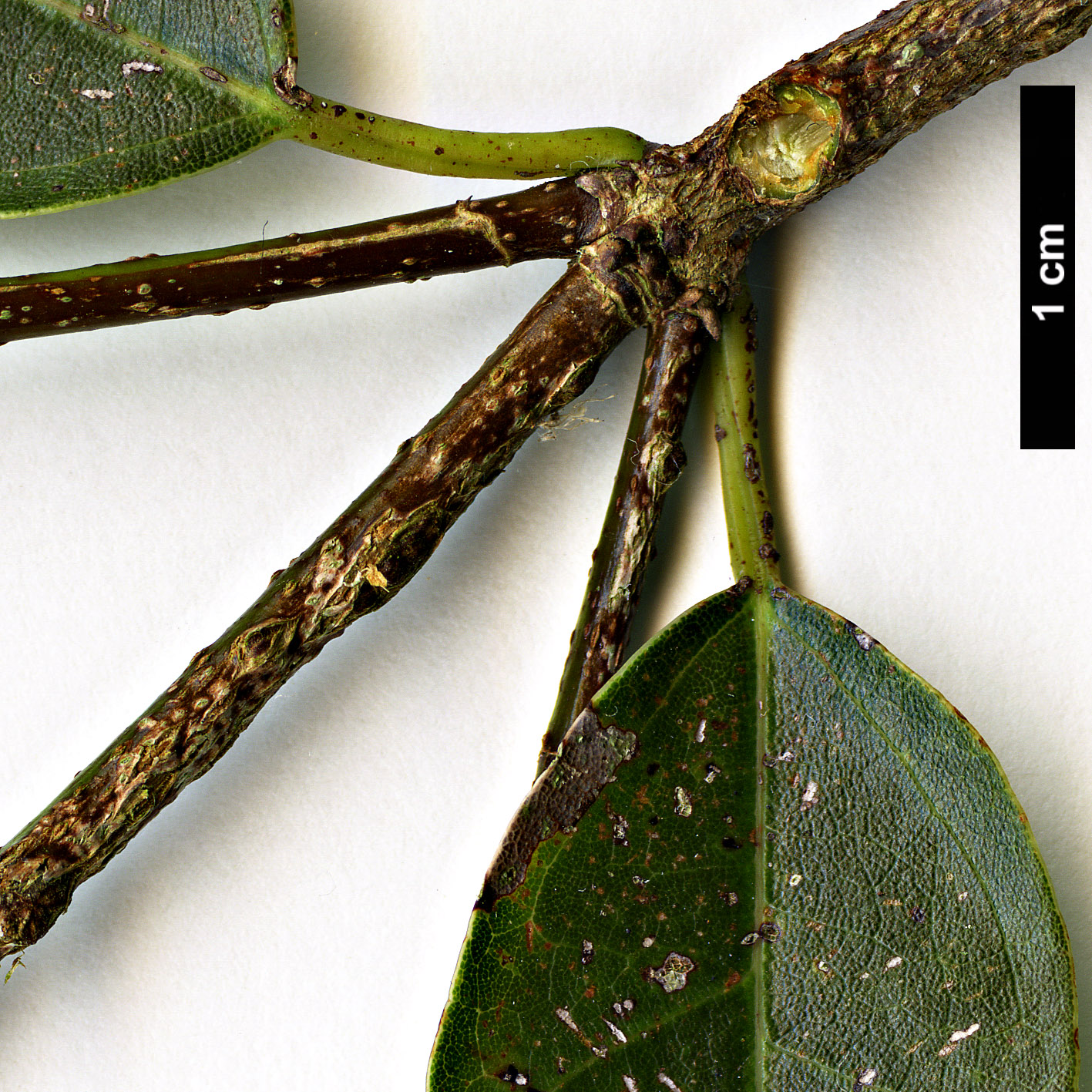 High resolution image: Family: Sapindaceae - Genus: Acer - Taxon: albopurpurascens