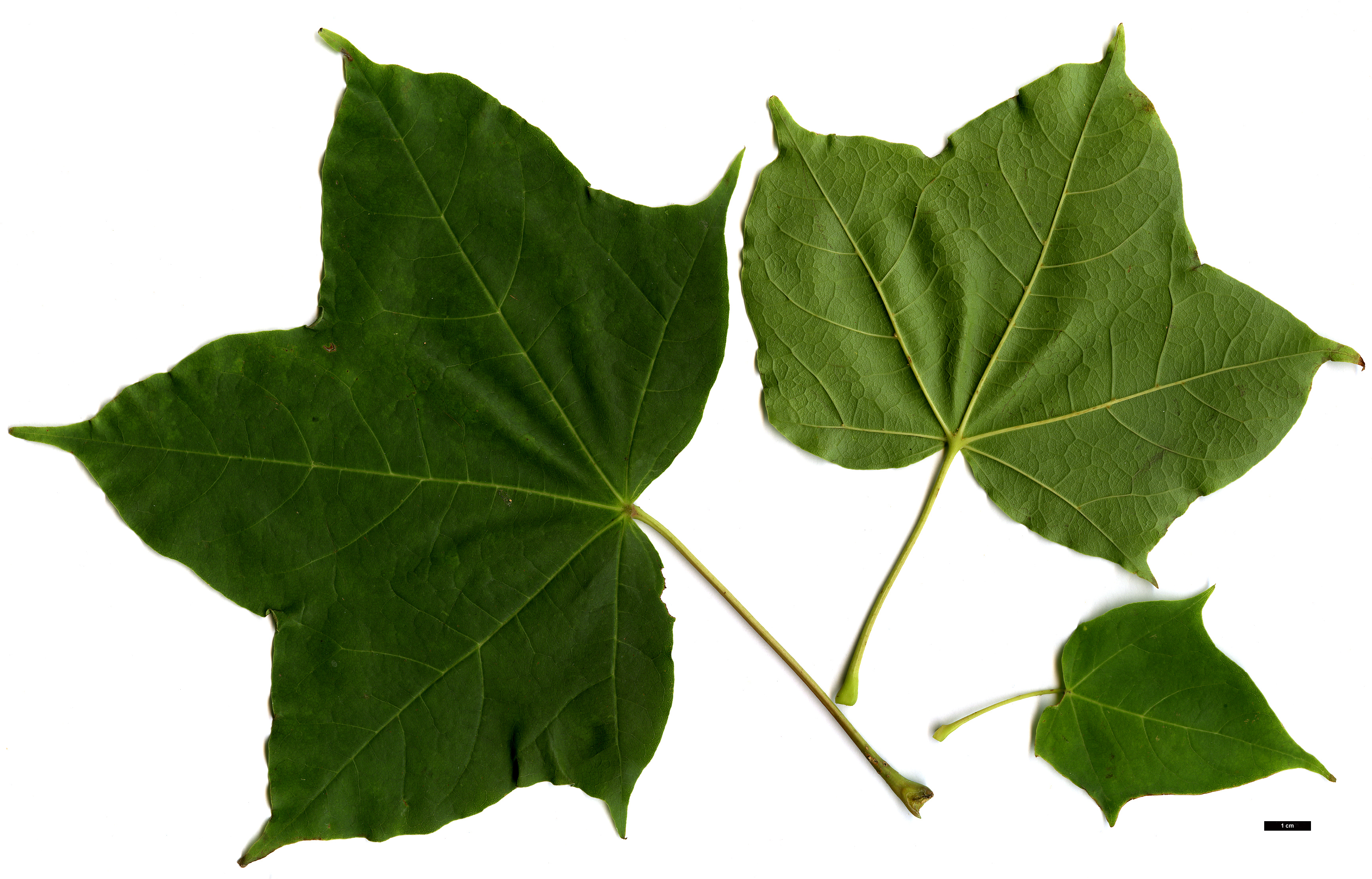 High resolution image: Family: Sapindaceae - Genus: Acer - Taxon: amplum