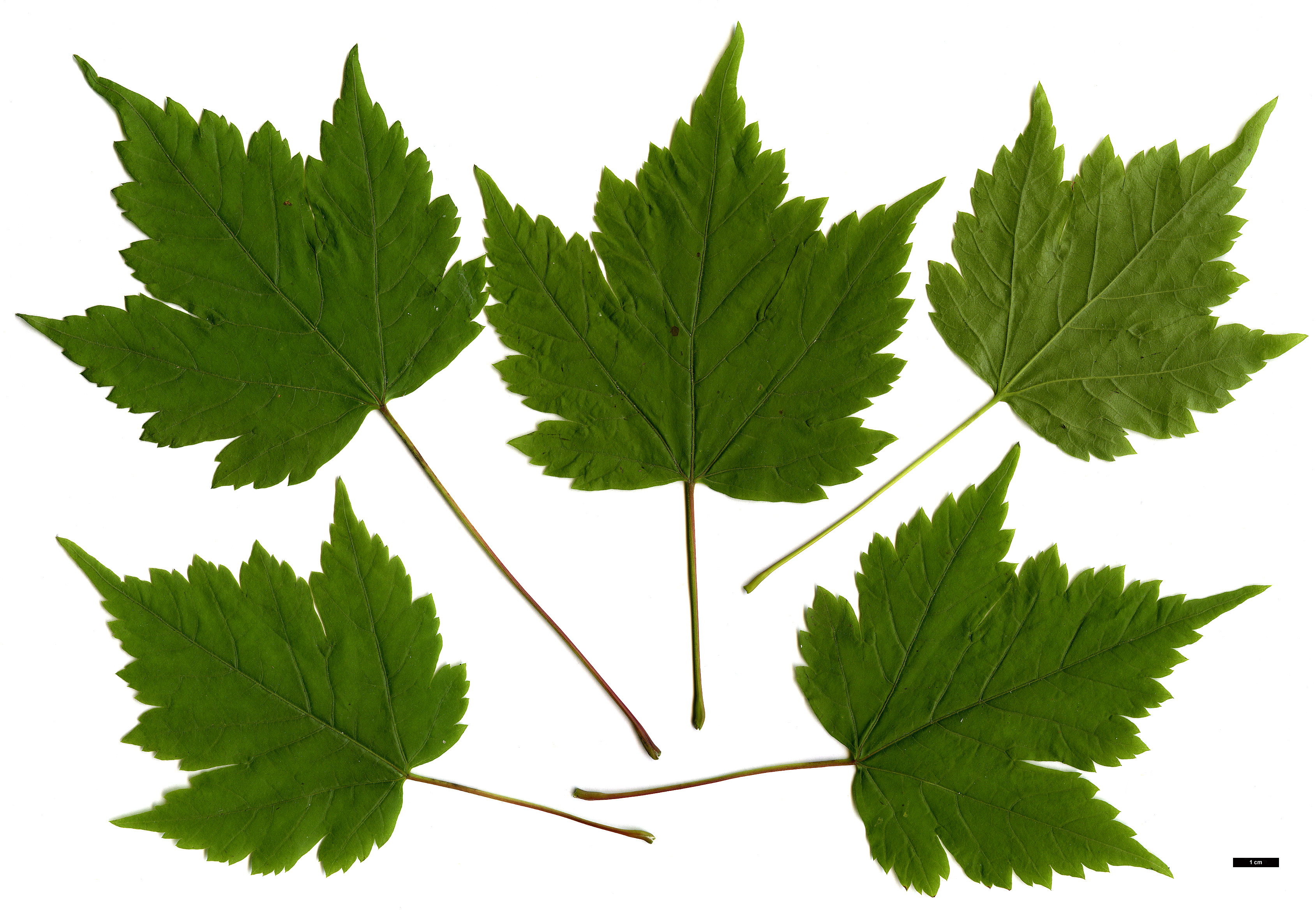 High resolution image: Family: Sapindaceae - Genus: Acer - Taxon: barbinerve High resolution image: Family: Sapindaceae - Genus: Acer - Taxon: barbinerve