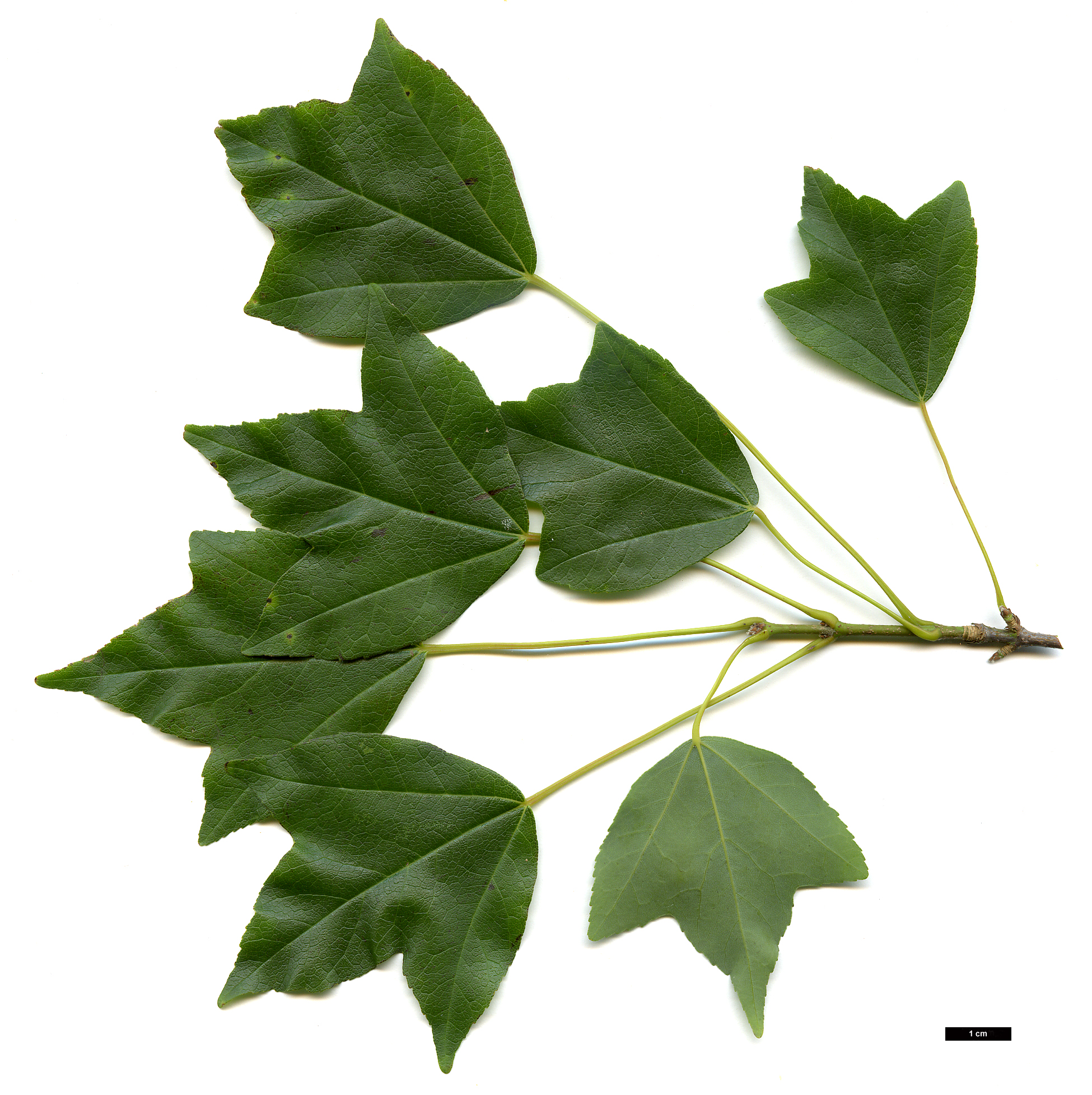 High resolution image: Family: Sapindaceae - Genus: Acer - Taxon: buergerianum