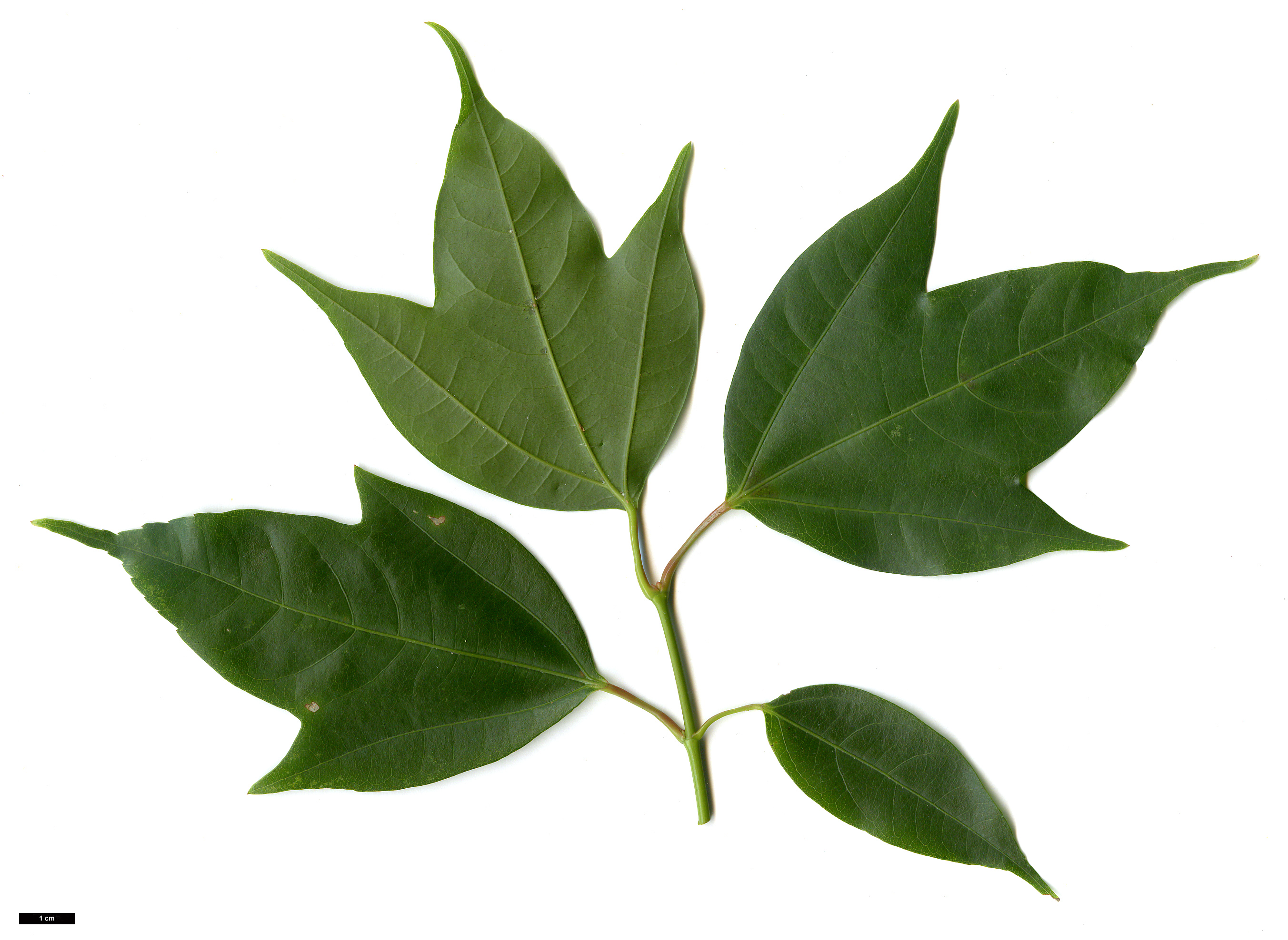 High resolution image: Family: Sapindaceae - Genus: Acer - Taxon: calcaratum