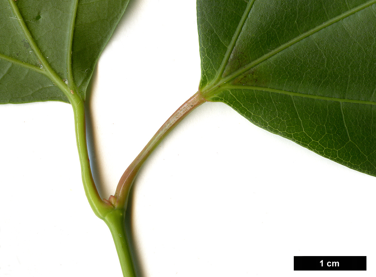 High resolution image: Family: Sapindaceae - Genus: Acer - Taxon: calcaratum