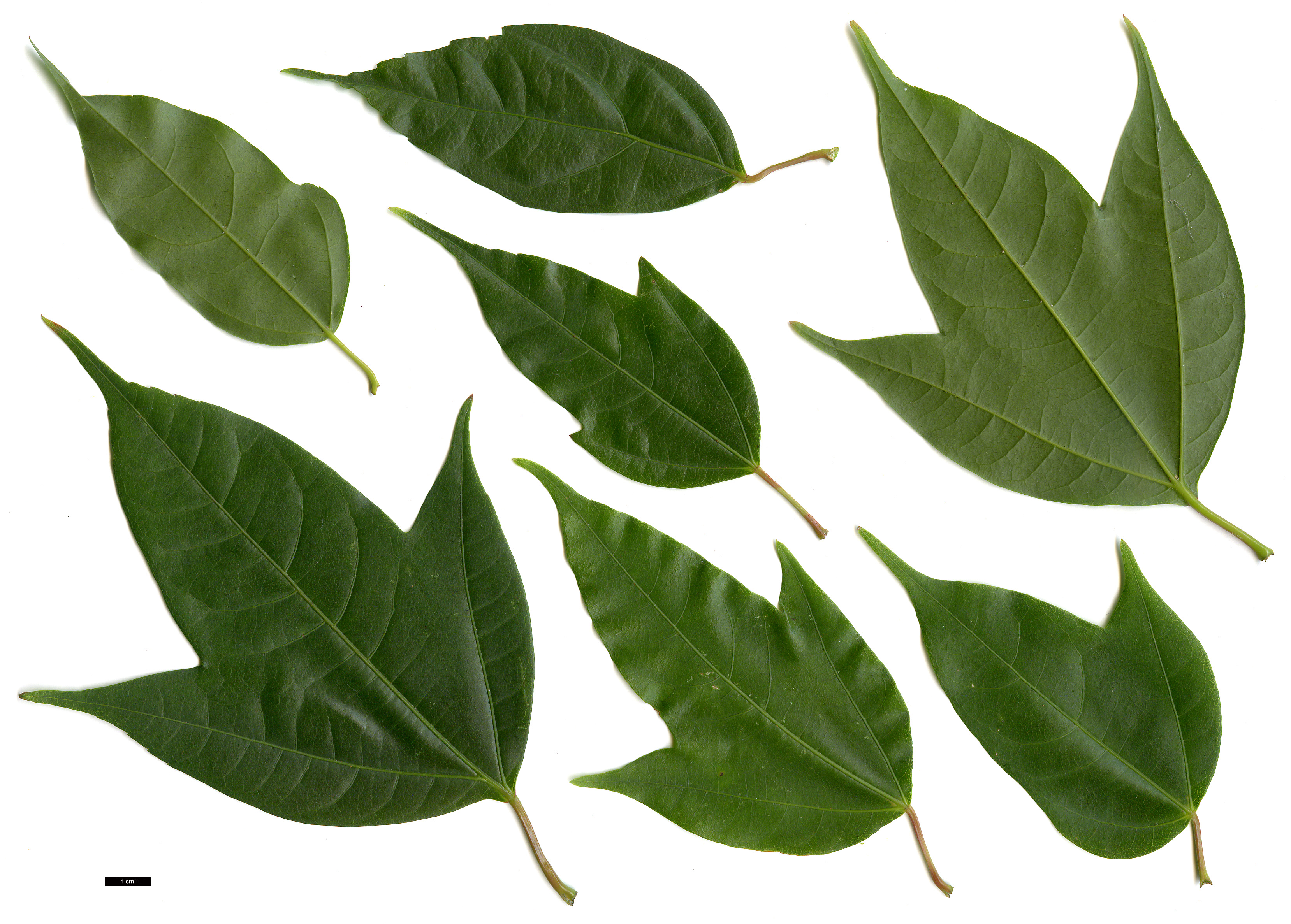 High resolution image: Family: Sapindaceae - Genus: Acer - Taxon: calcaratum