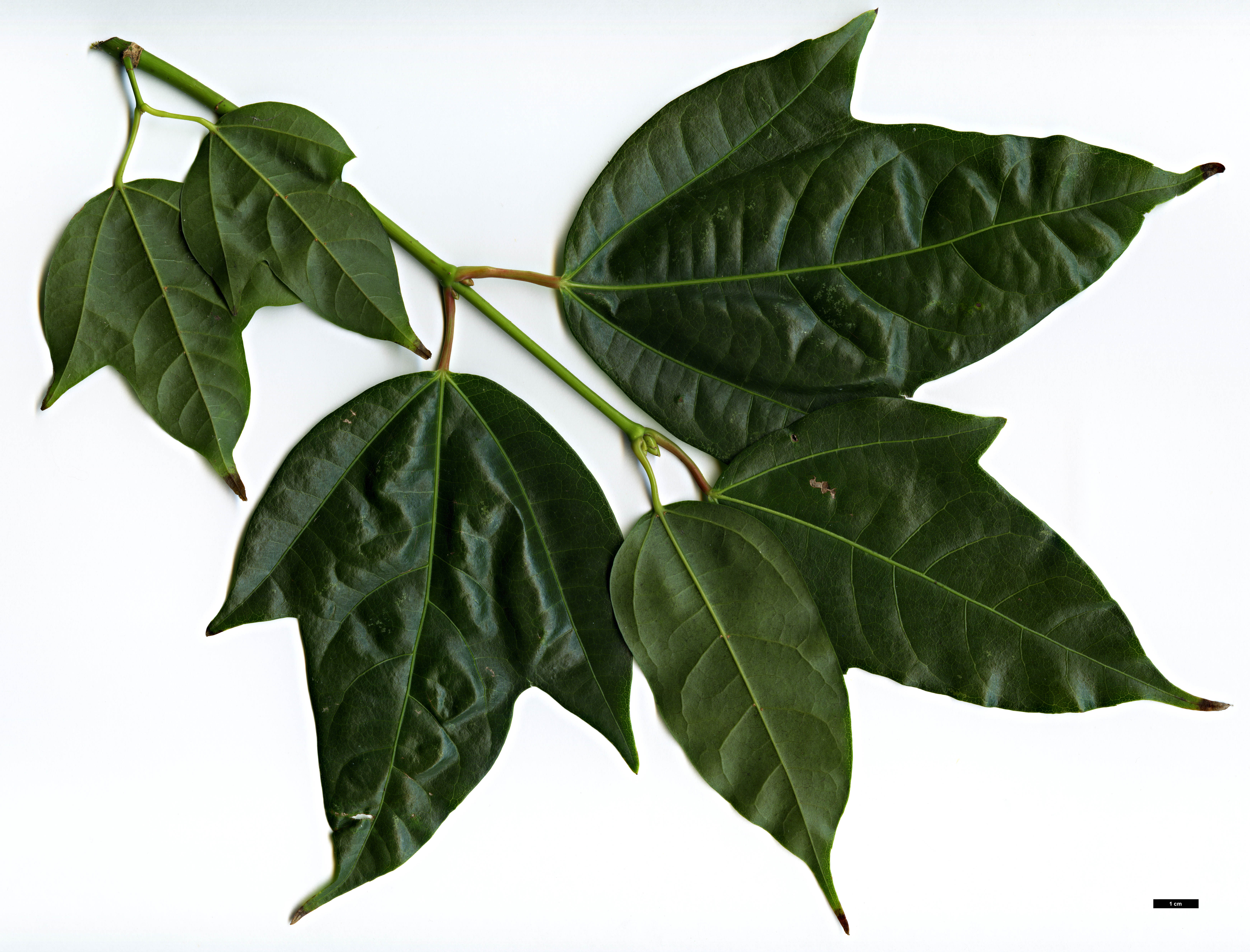 High resolution image: Family: Sapindaceae - Genus: Acer - Taxon: calcaratum