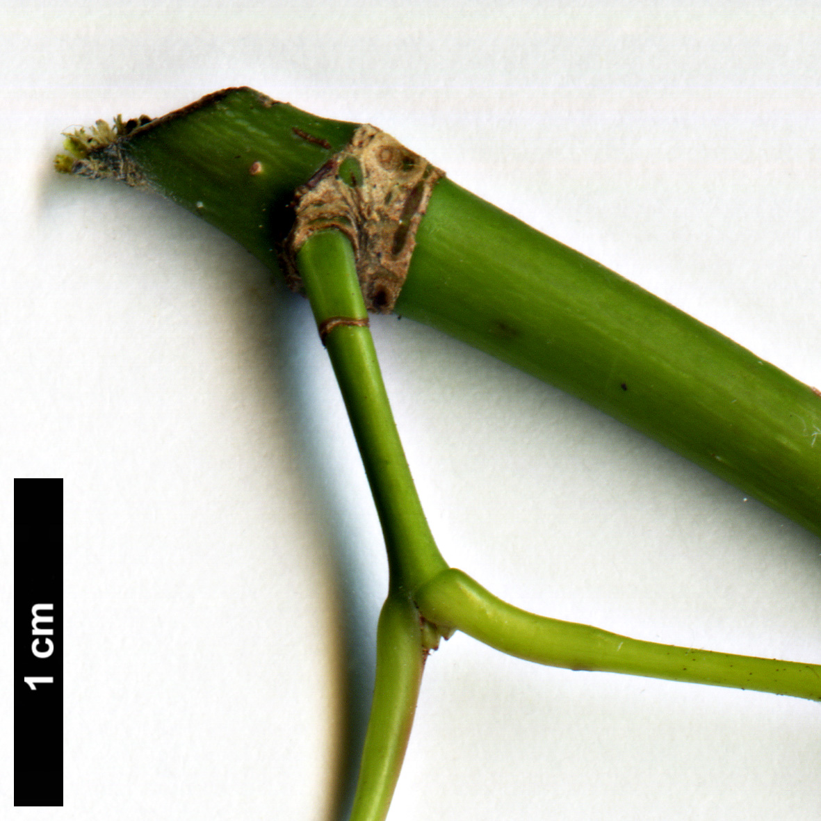 High resolution image: Family: Sapindaceae - Genus: Acer - Taxon: calcaratum