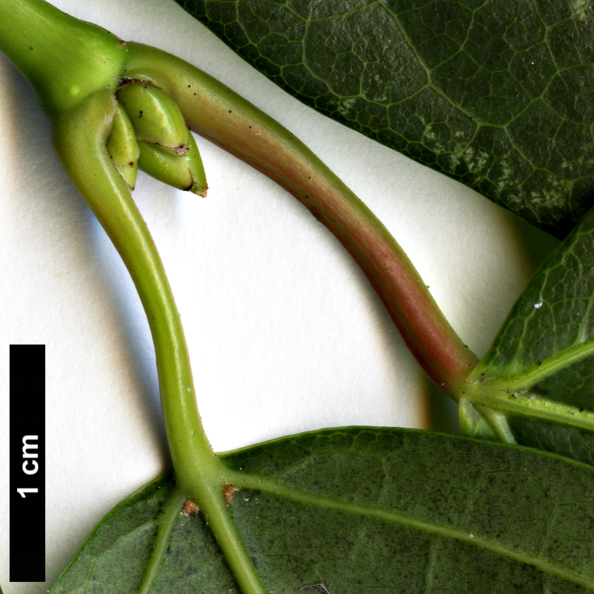 High resolution image: Family: Sapindaceae - Genus: Acer - Taxon: calcaratum