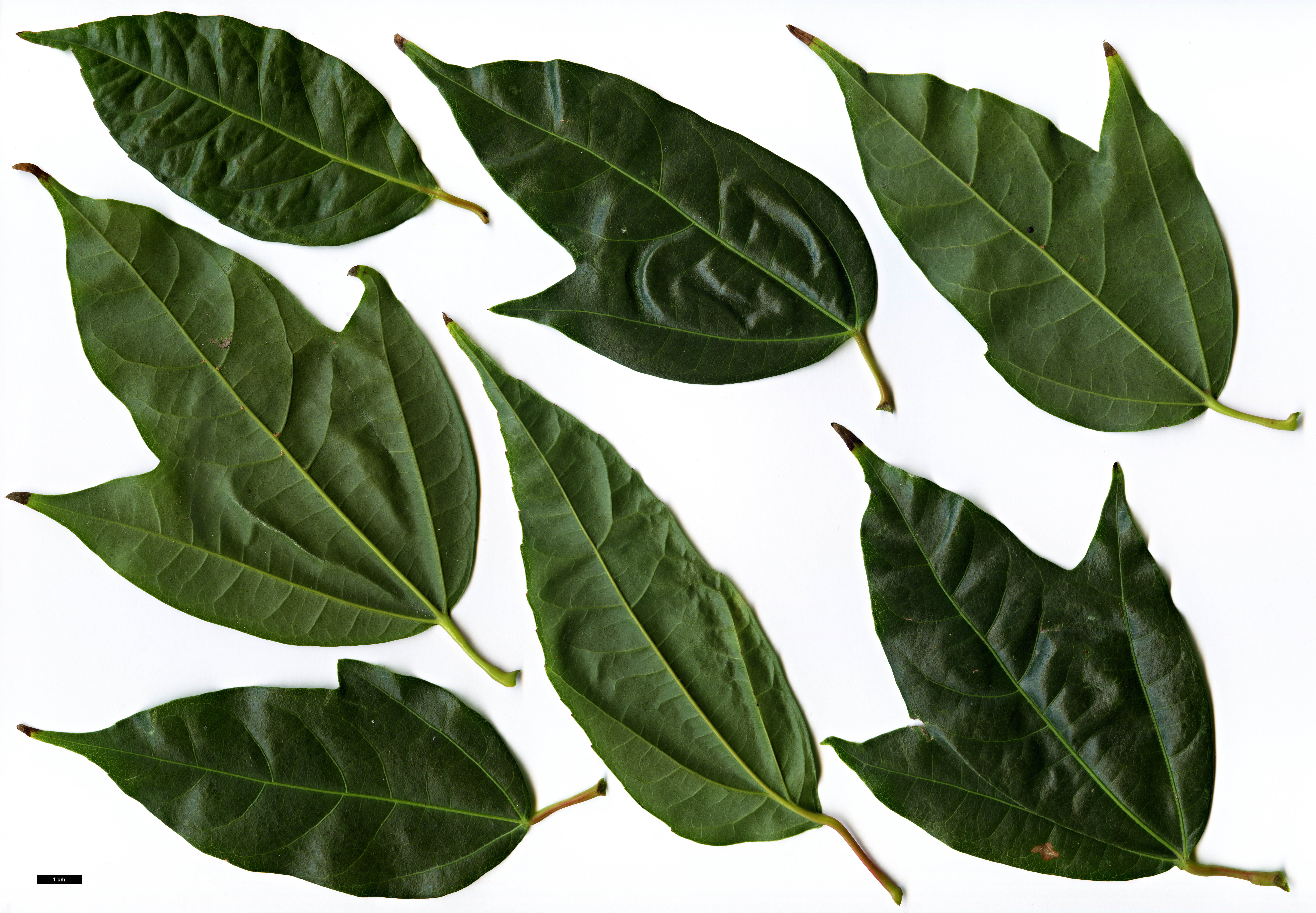 High resolution image: Family: Sapindaceae - Genus: Acer - Taxon: calcaratum