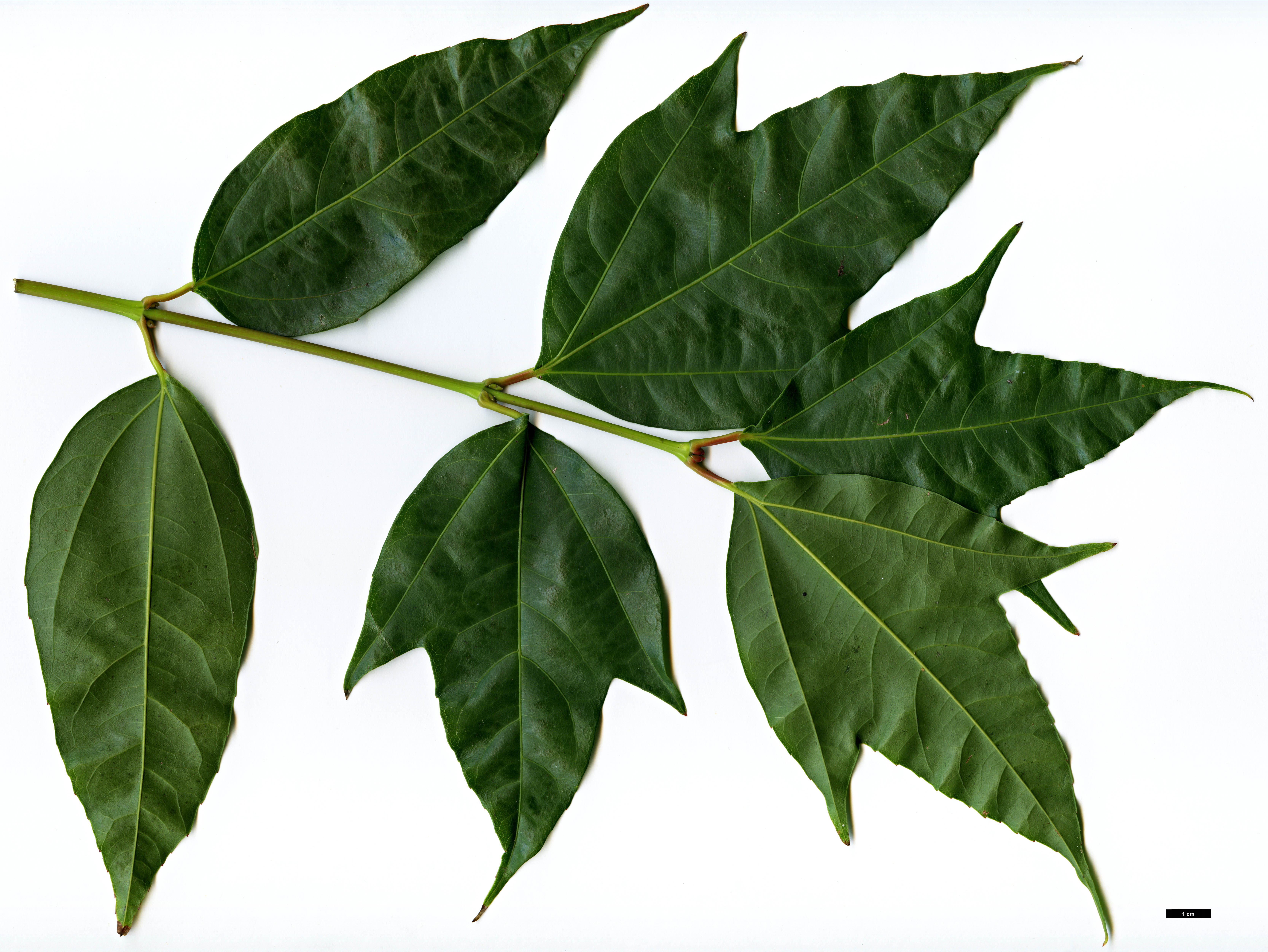 High resolution image: Family: Sapindaceae - Genus: Acer - Taxon: calcaratum