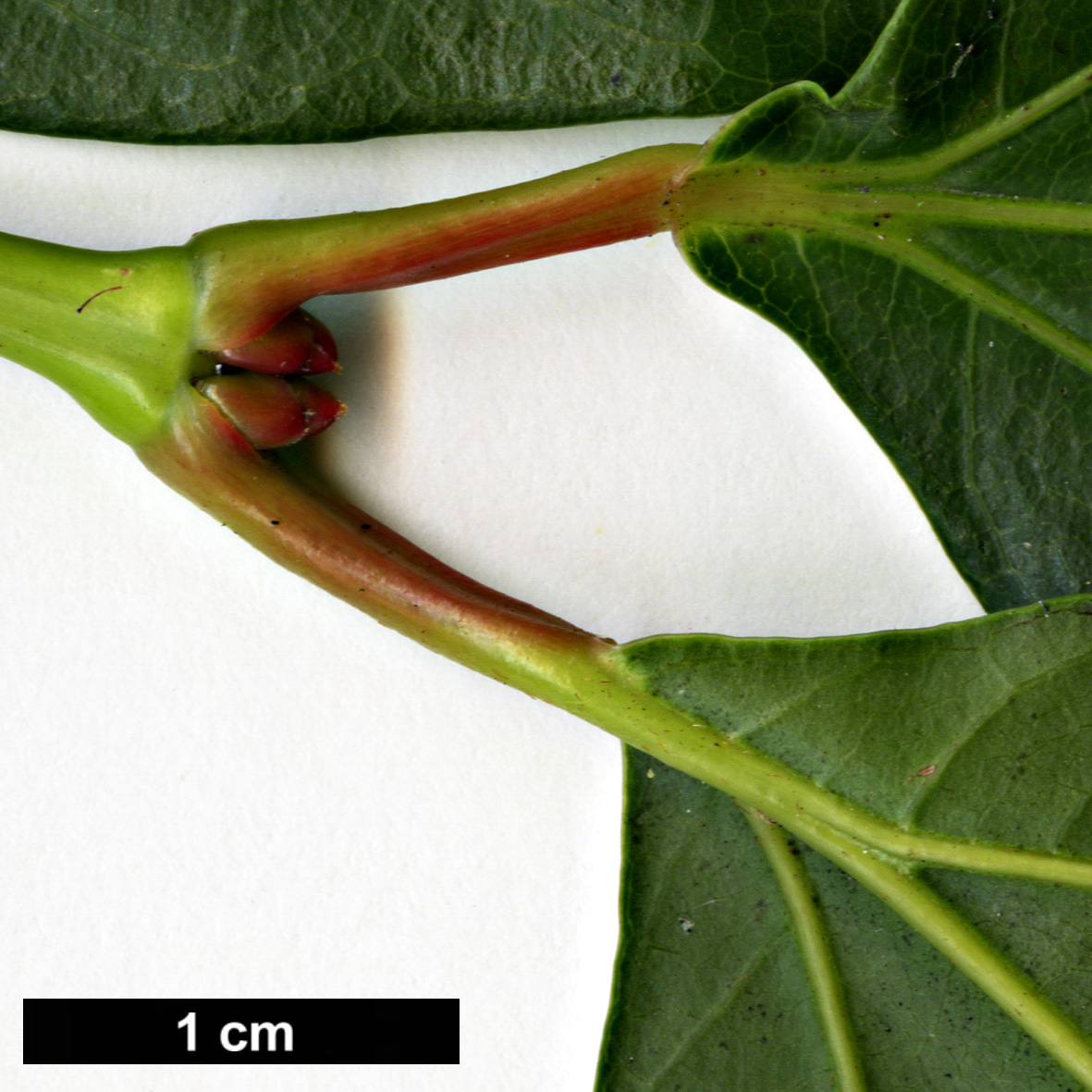 High resolution image: Family: Sapindaceae - Genus: Acer - Taxon: calcaratum