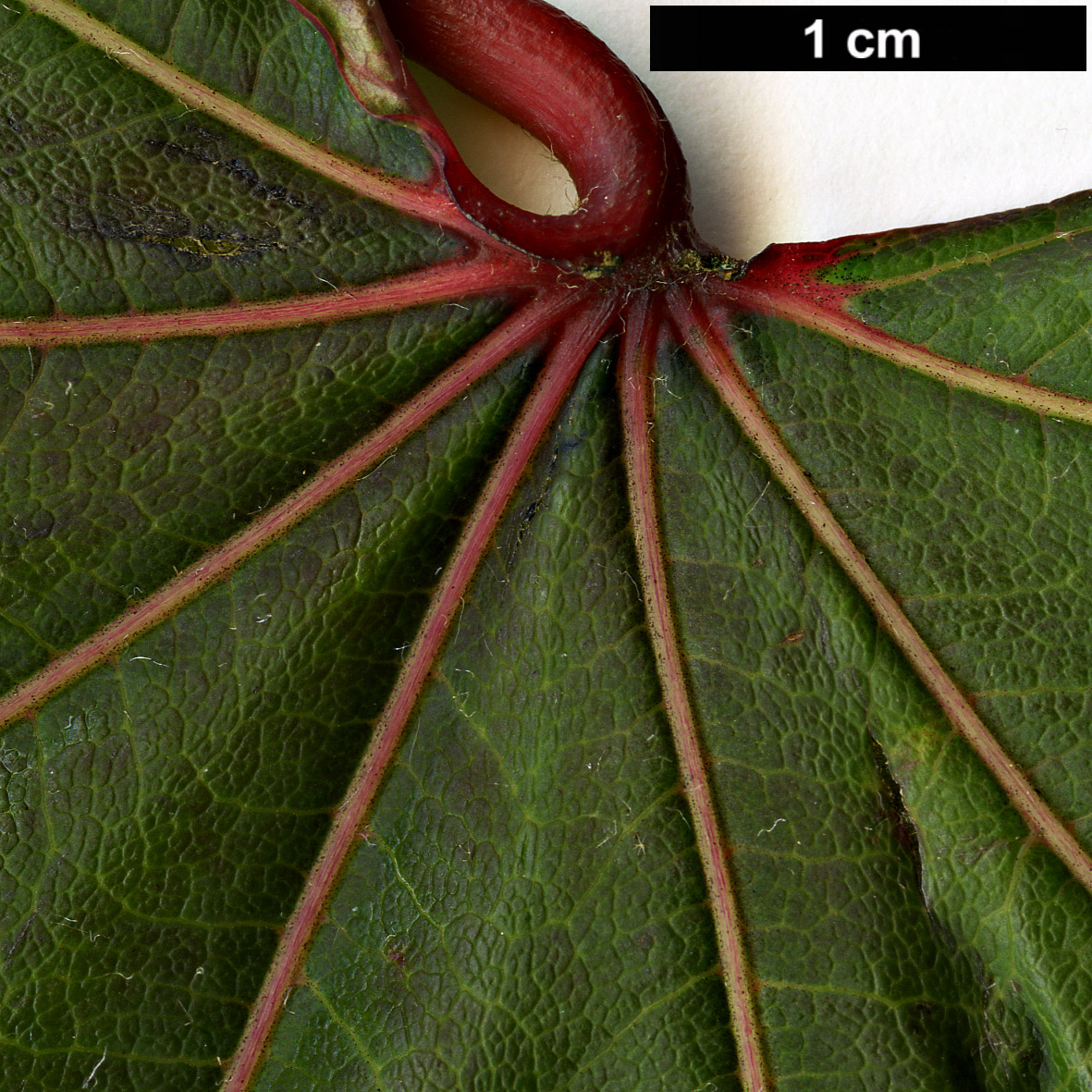 High resolution image: Family: Sapindaceae - Genus: Acer - Taxon: campbellii