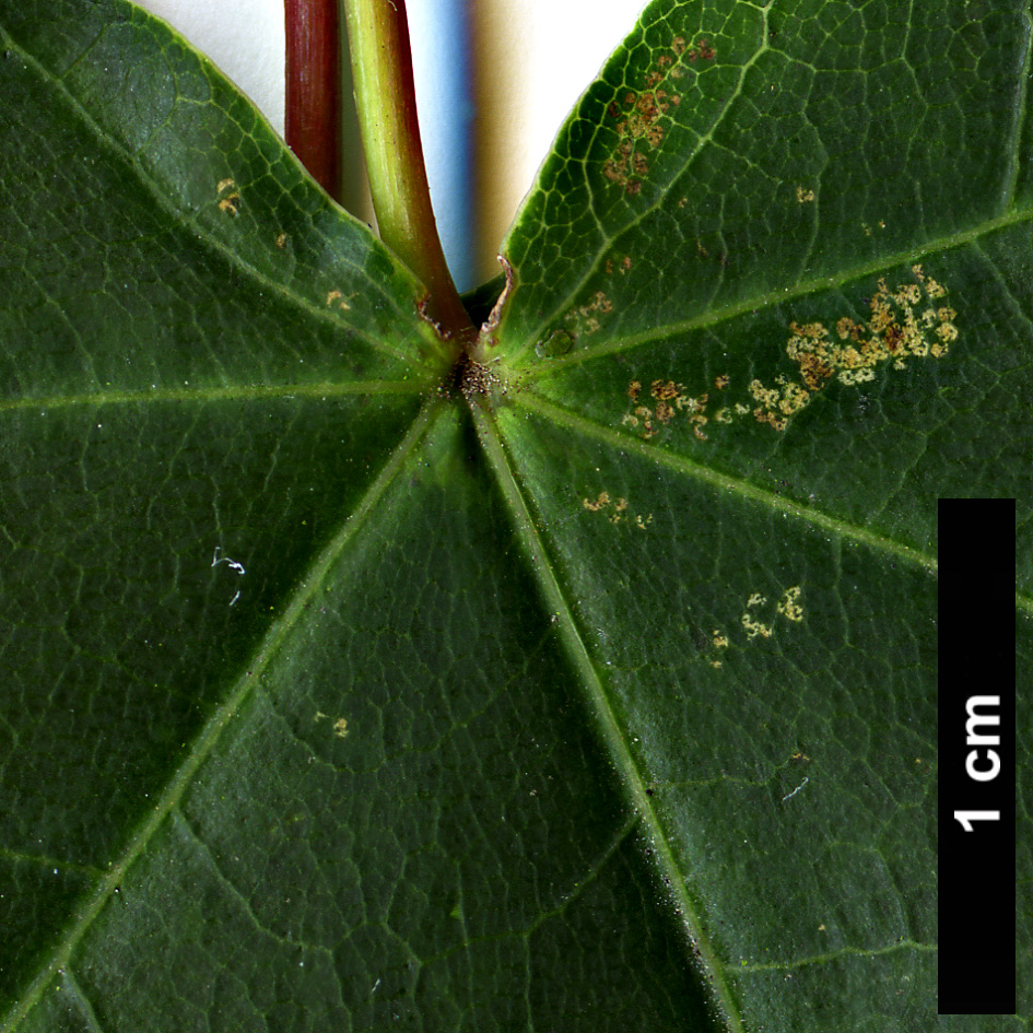 High resolution image: Family: Sapindaceae - Genus: Acer - Taxon: cappadocicum