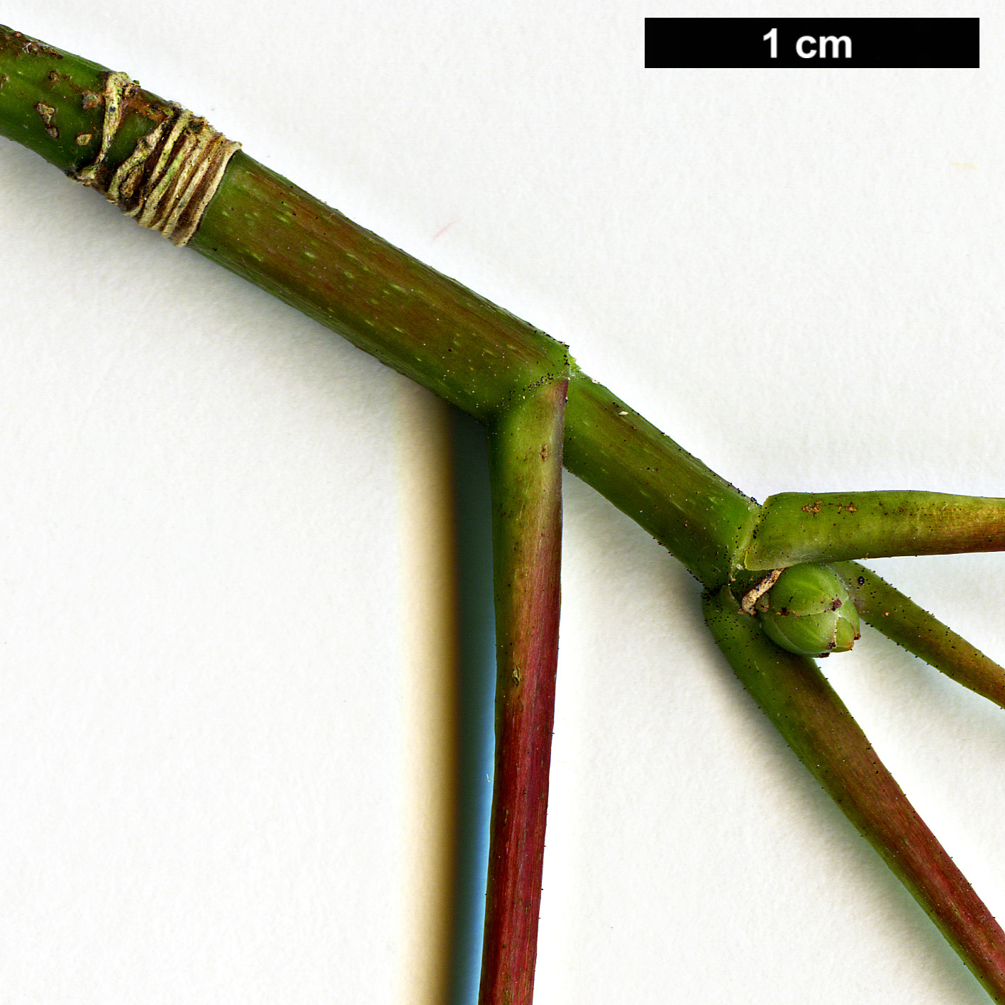 High resolution image: Family: Sapindaceae - Genus: Acer - Taxon: chapaense