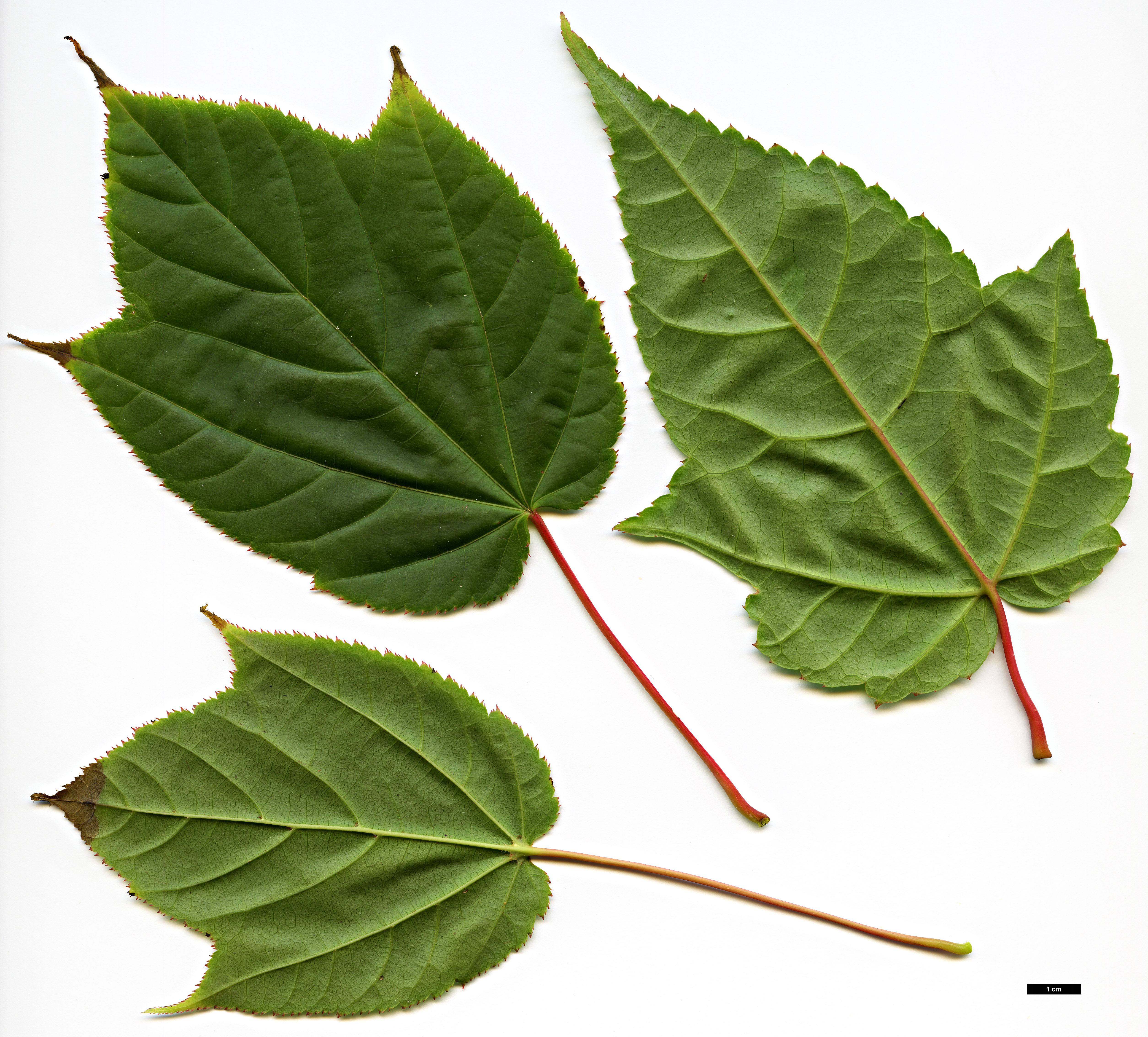 High resolution image: Family: Sapindaceae - Genus: Acer - Taxon: chienii