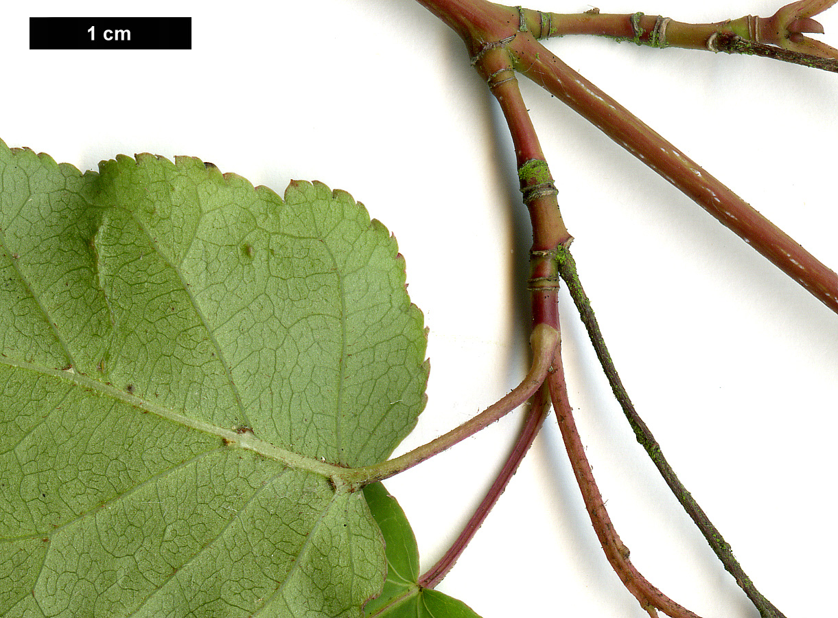 High resolution image: Family: Sapindaceae - Genus: Acer - Taxon: crataegifolium