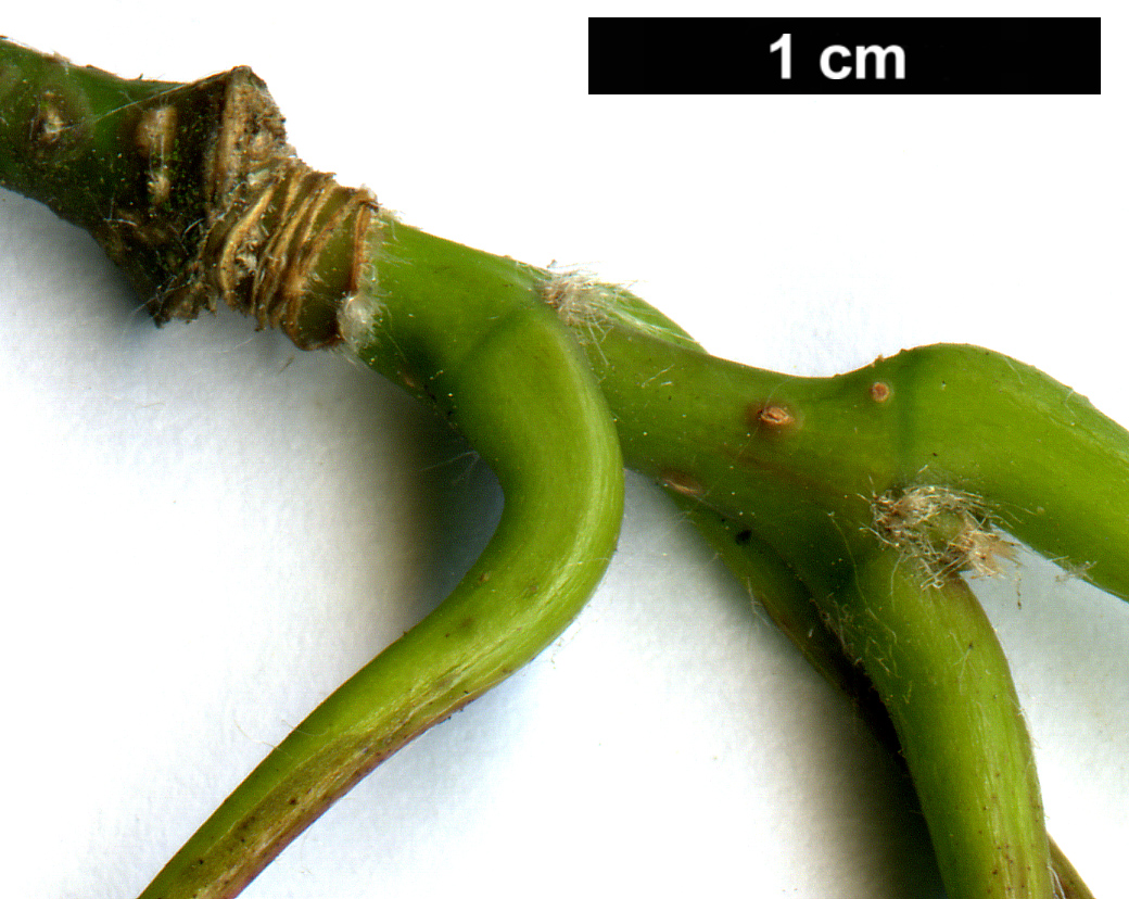 High resolution image: Family: Sapindaceae - Genus: Acer - Taxon: erianthum