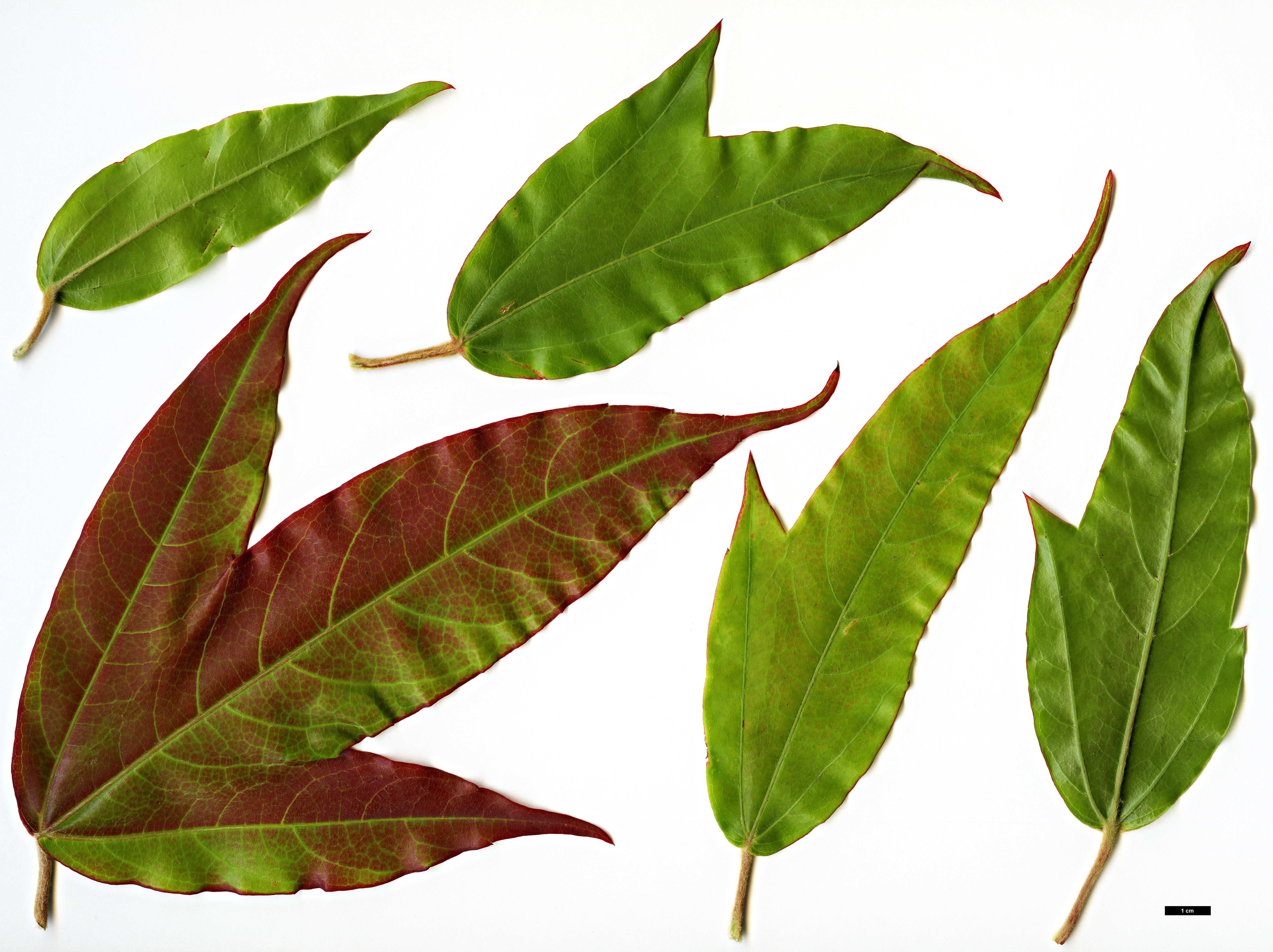 High resolution image: Family: Sapindaceae - Genus: Acer - Taxon: fenzelianum