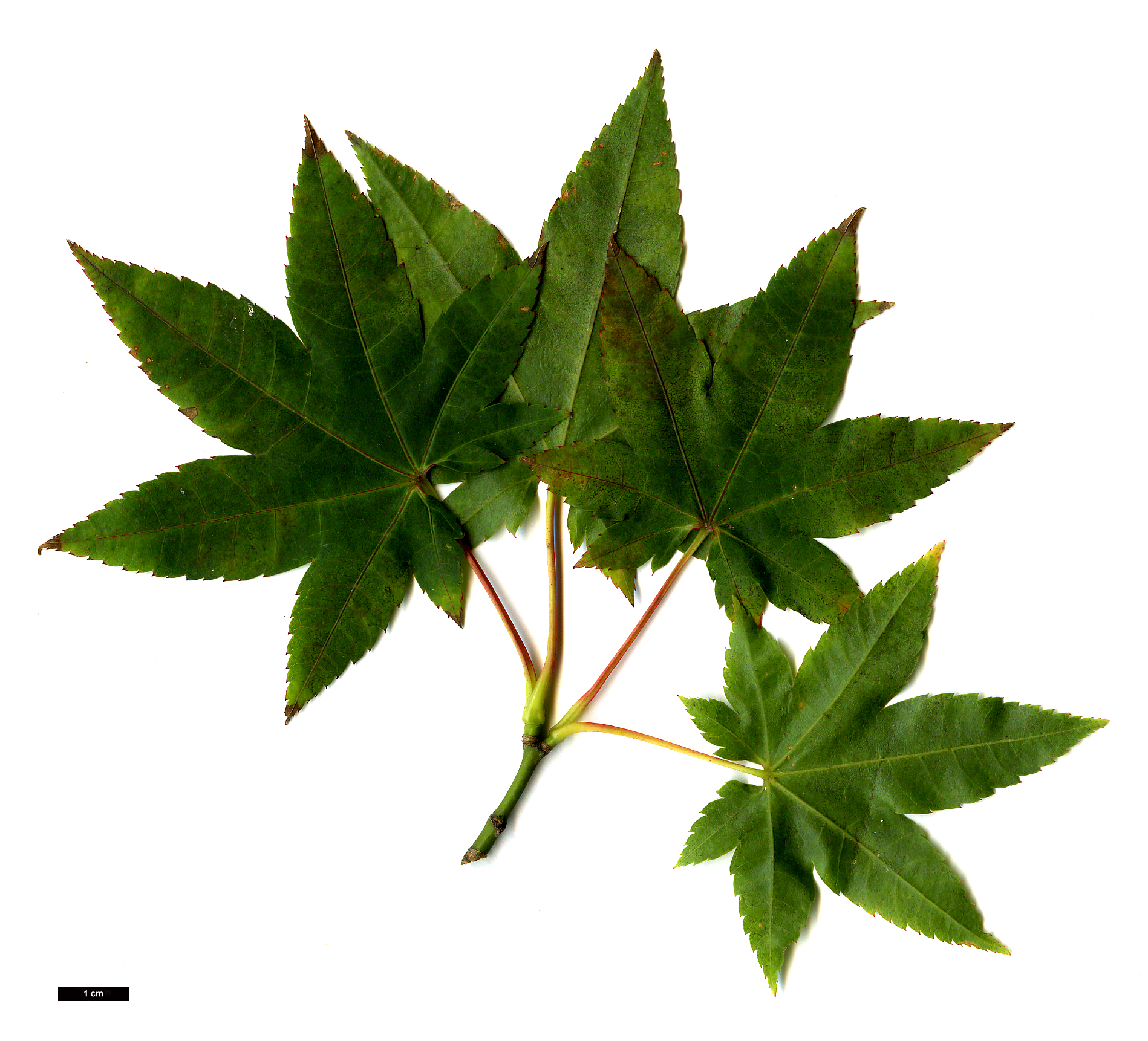 High resolution image: Family: Sapindaceae - Genus: Acer - Taxon: flabellatum