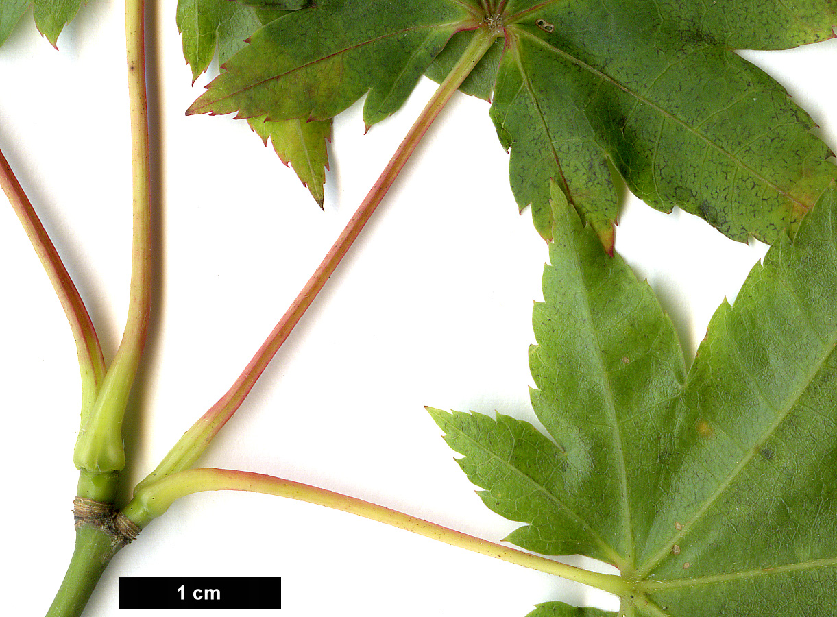 High resolution image: Family: Sapindaceae - Genus: Acer - Taxon: flabellatum