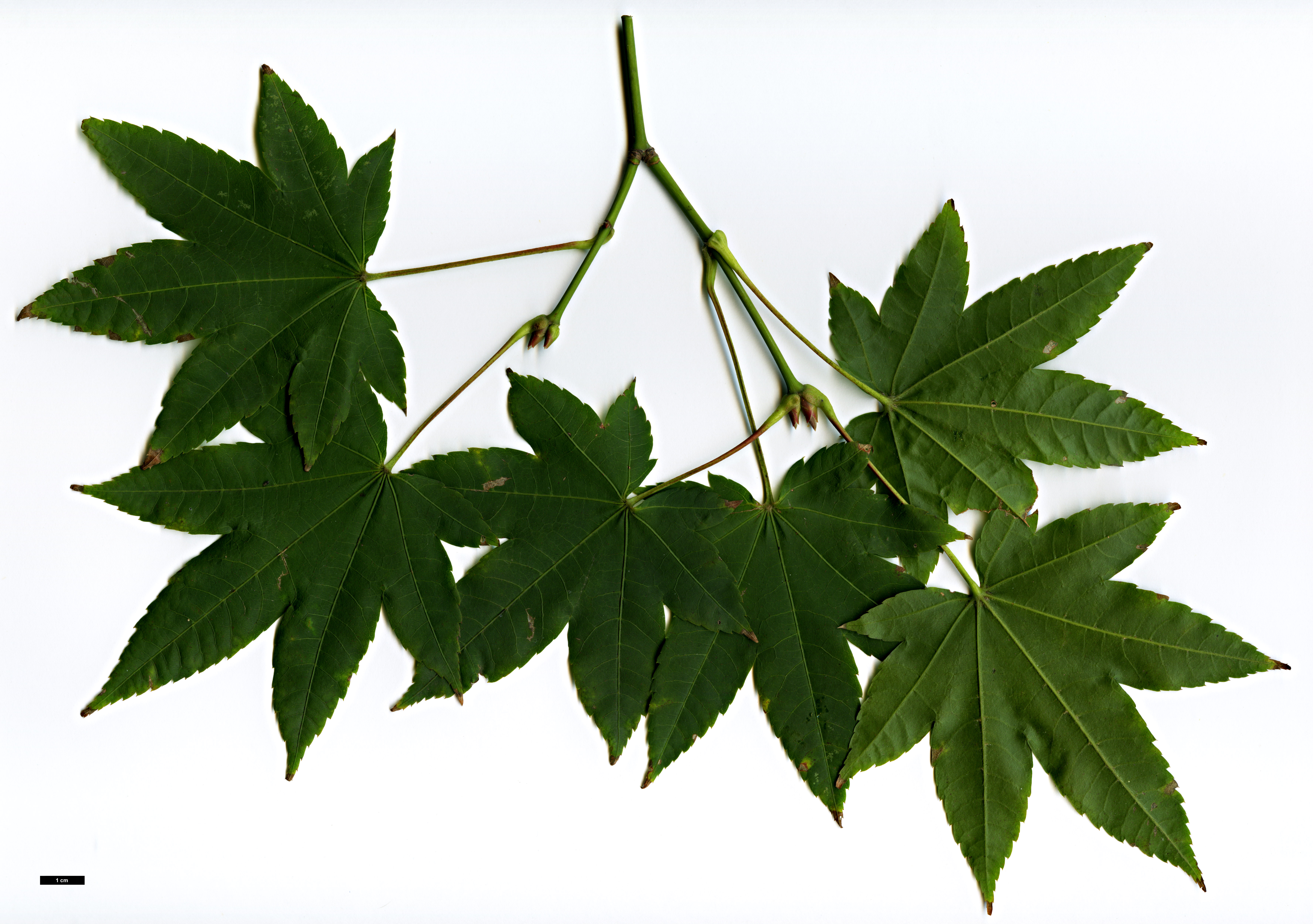 High resolution image: Family: Sapindaceae - Genus: Acer - Taxon: flabellatum