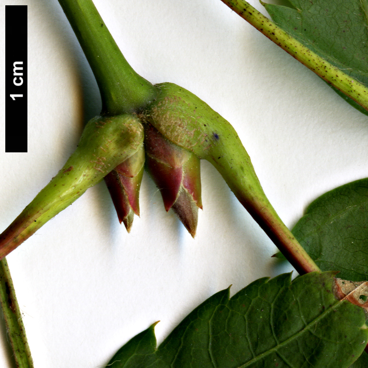 High resolution image: Family: Sapindaceae - Genus: Acer - Taxon: flabellatum