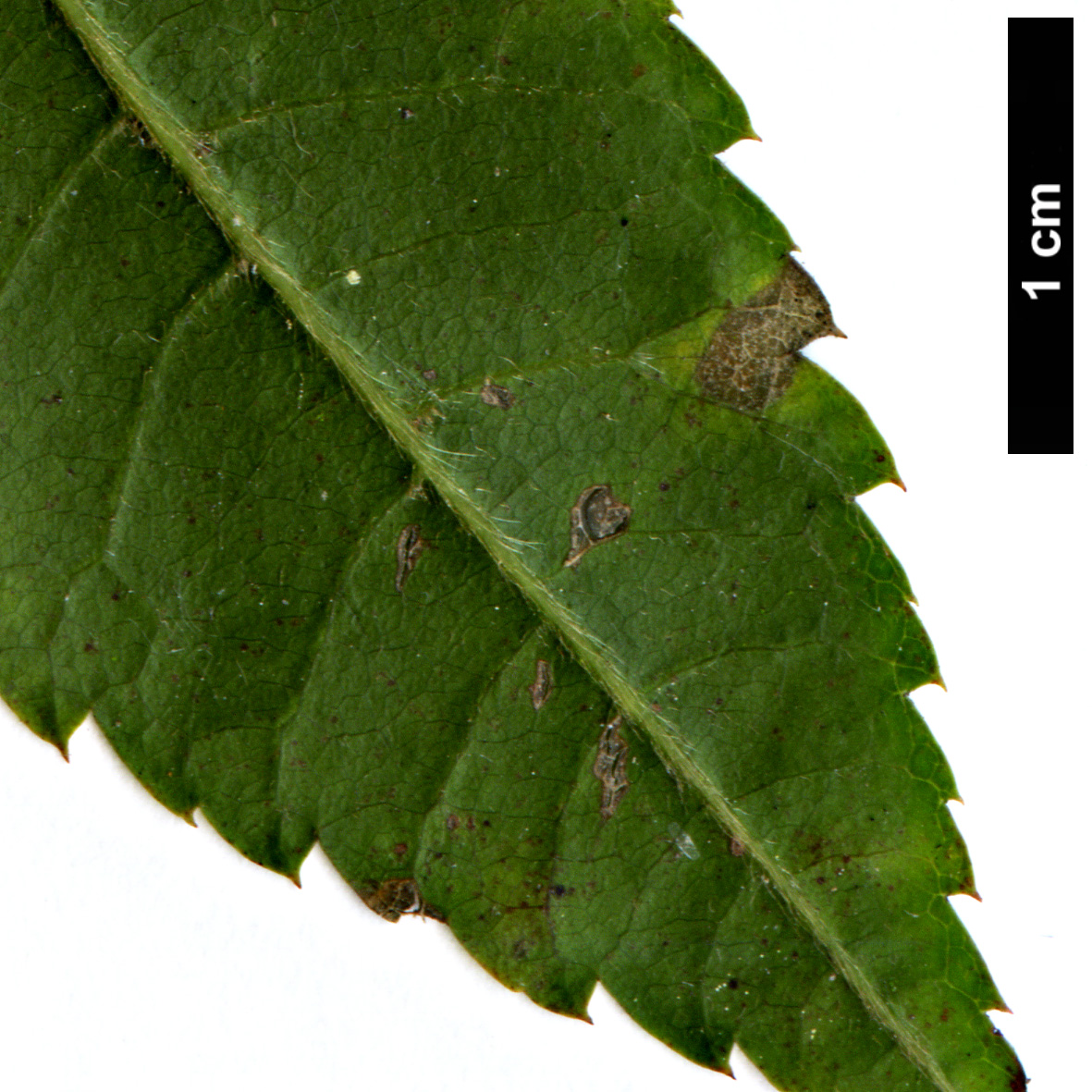 High resolution image: Family: Sapindaceae - Genus: Acer - Taxon: flabellatum