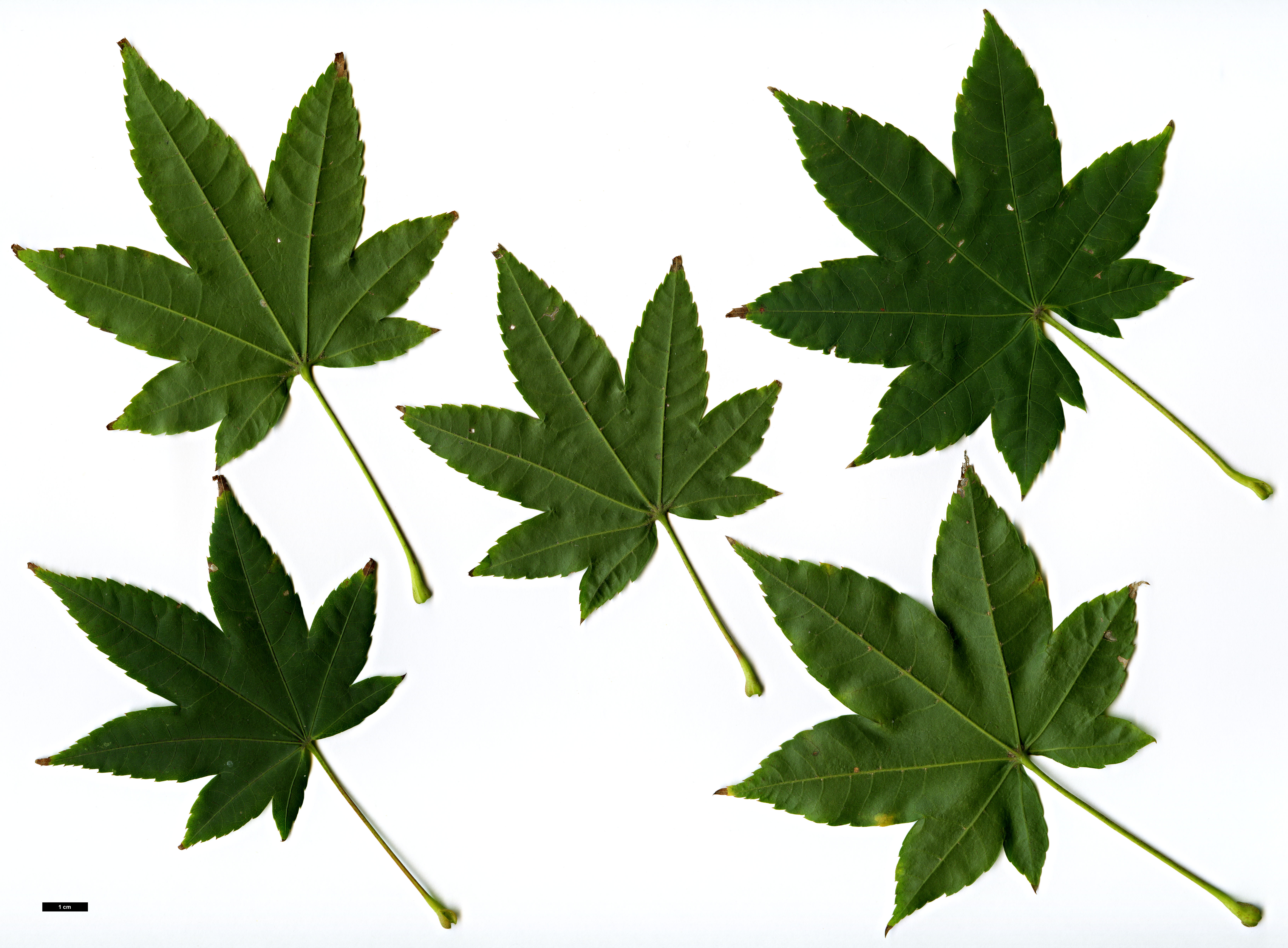 High resolution image: Family: Sapindaceae - Genus: Acer - Taxon: flabellatum