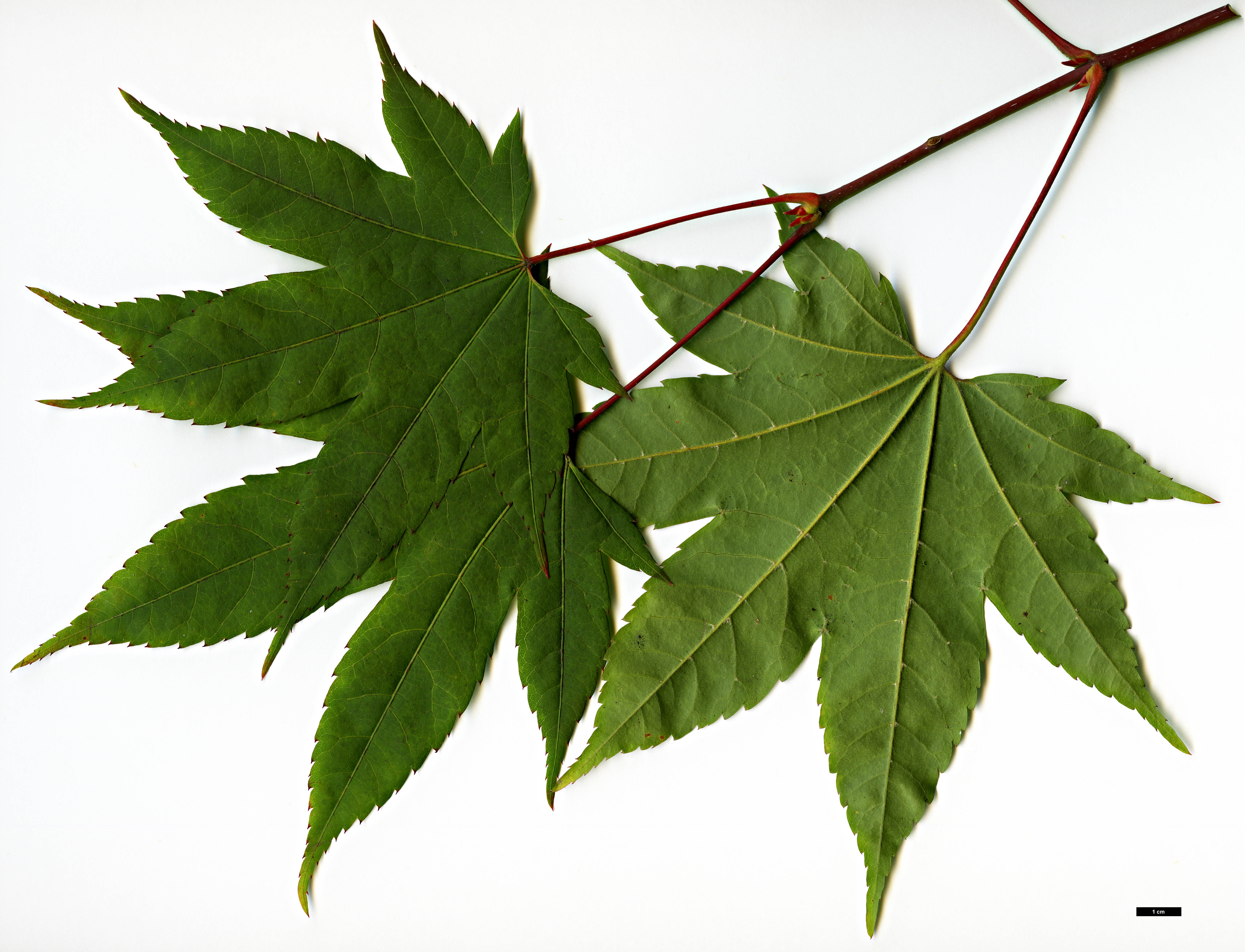High resolution image: Family: Sapindaceae - Genus: Acer - Taxon: flabellatum
