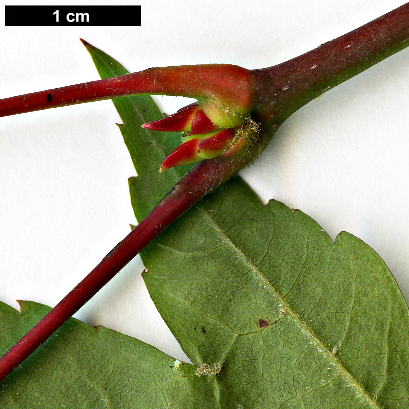 High resolution image: Family: Sapindaceae - Genus: Acer - Taxon: flabellatum