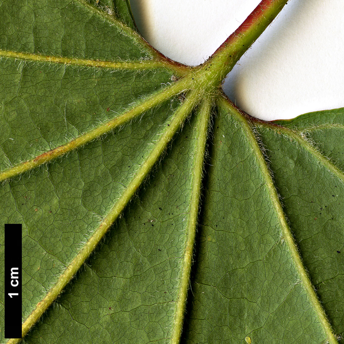 High resolution image: Family: Sapindaceae - Genus: Acer - Taxon: flabellatum