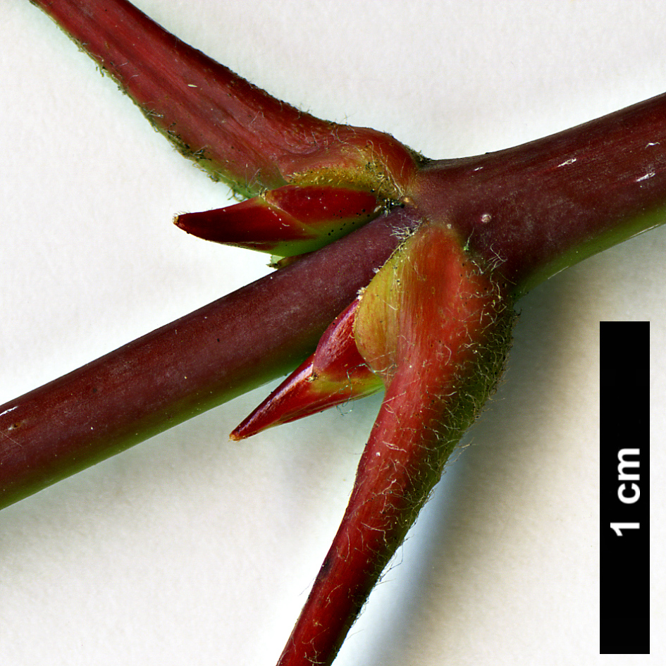 High resolution image: Family: Sapindaceae - Genus: Acer - Taxon: flabellatum