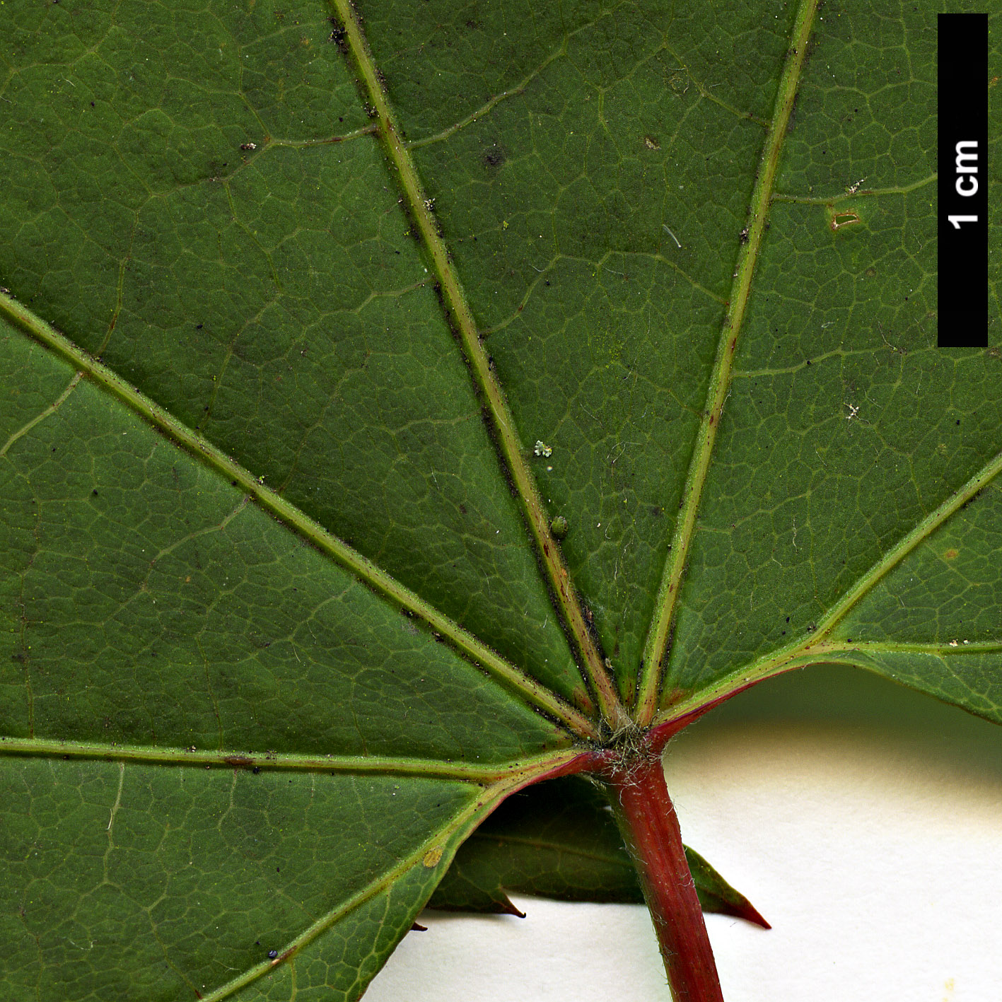 High resolution image: Family: Sapindaceae - Genus: Acer - Taxon: flabellatum